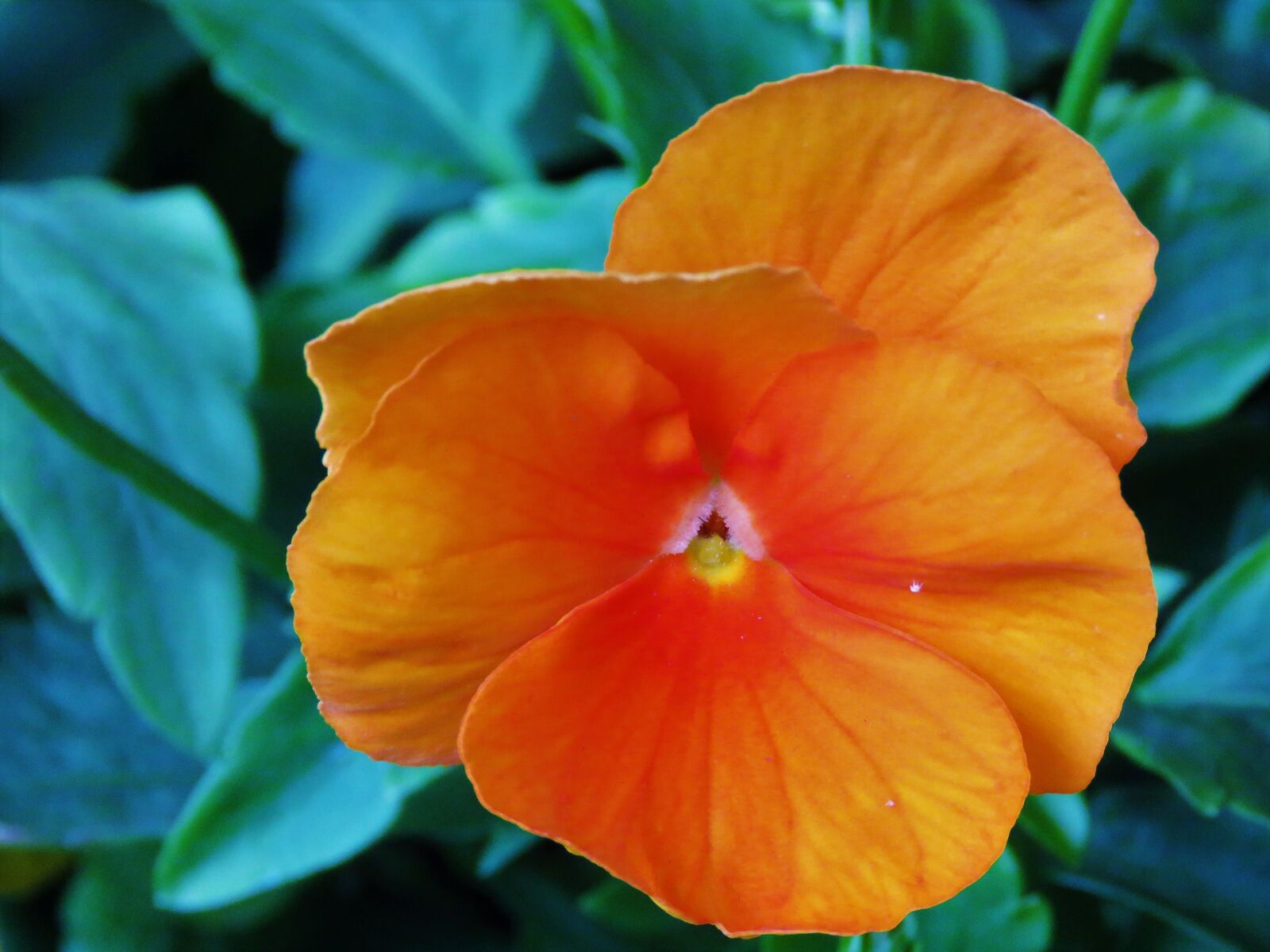 Canon PowerShot SX60 HS sample photo. Flower, orange, garden photography