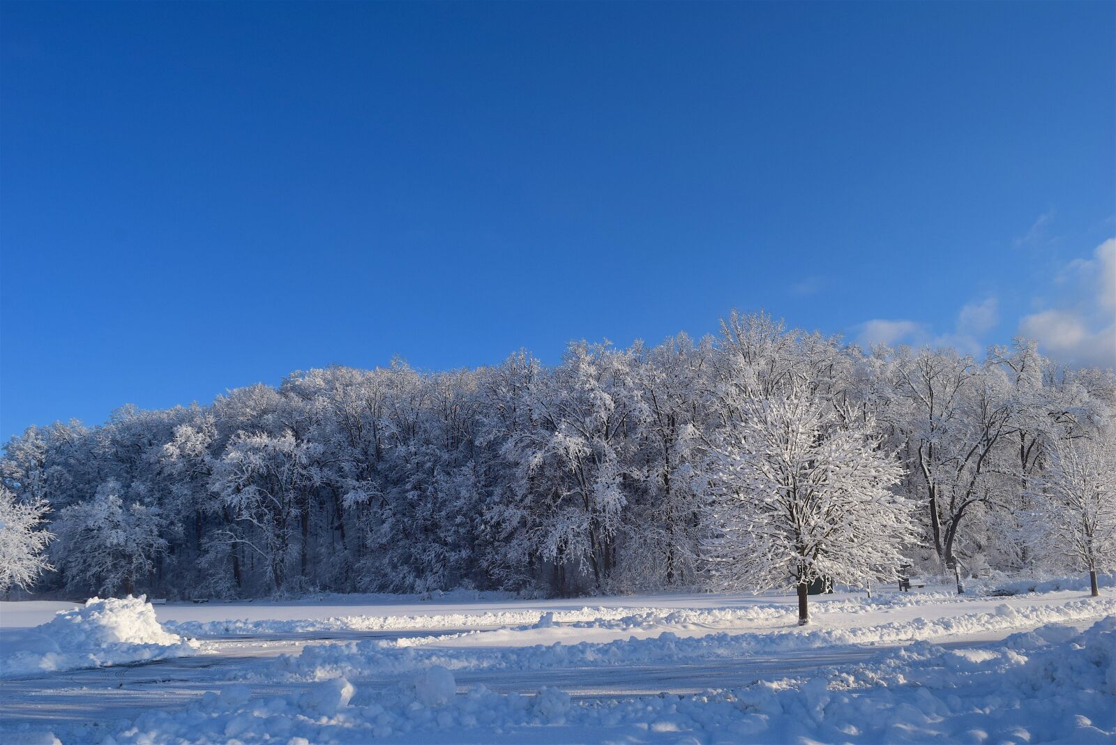 Nikon D3300 sample photo. Snow, trees, winter photography