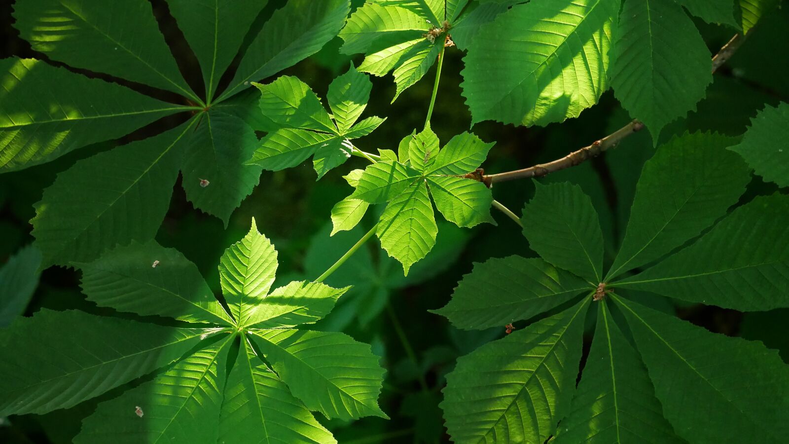 Panasonic Lumix DMC-GX85 (Lumix DMC-GX80 / Lumix DMC-GX7 Mark II) sample photo. Wallpaper, nature, green photography