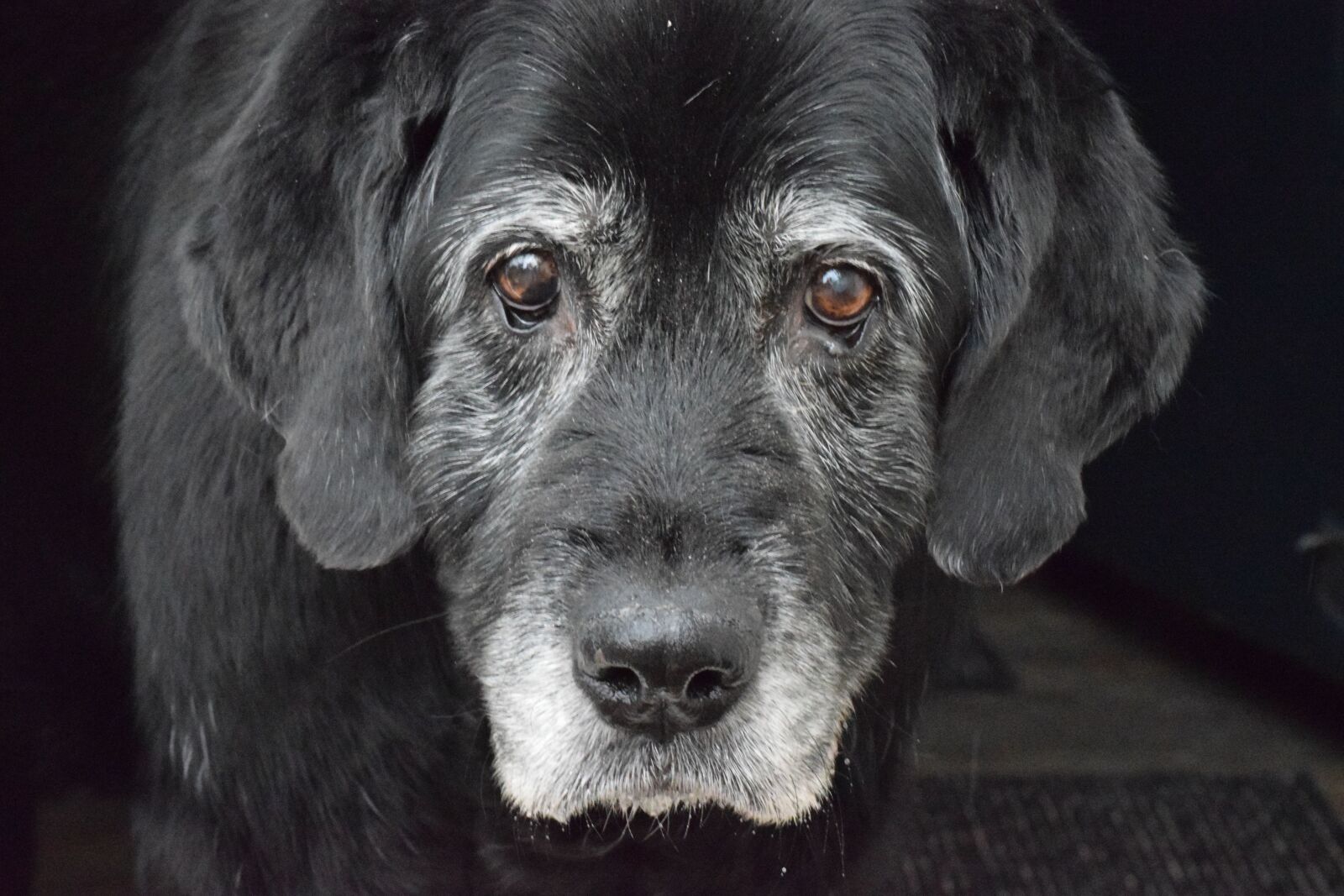 Nikon D5300 sample photo. Dog, old dog, black photography