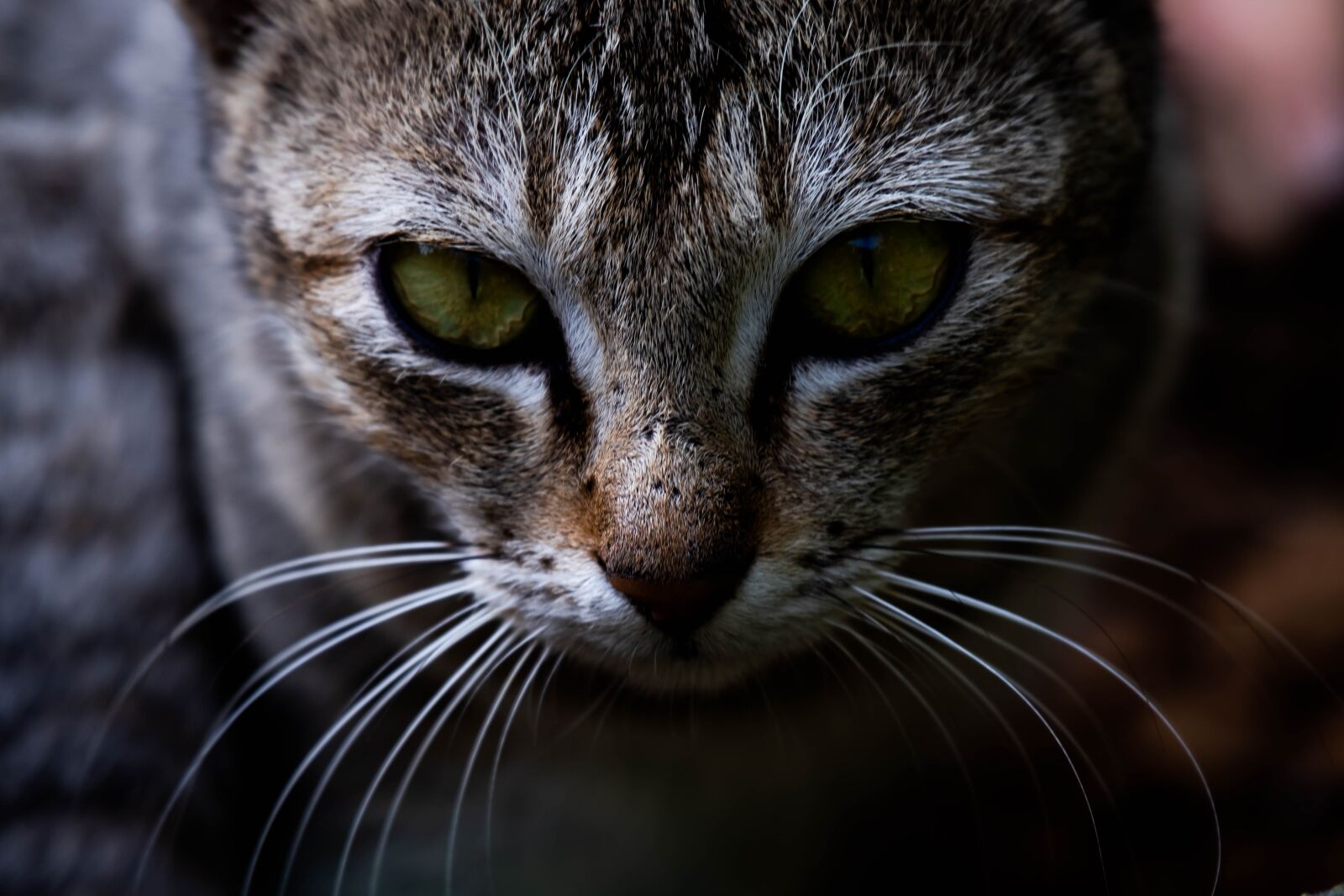 Nikon D500 sample photo. Cat, pet love, cute photography