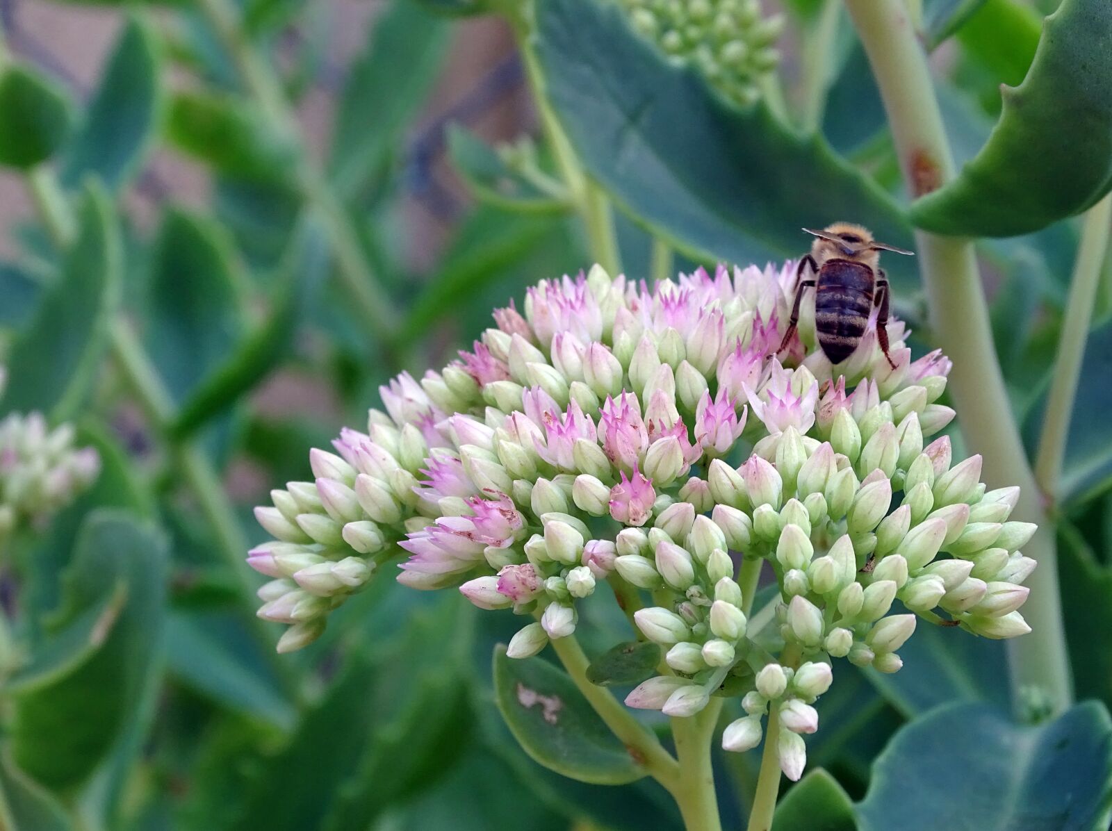 Sony Cyber-shot DSC-HX400V sample photo. Wasp, bee, insect photography