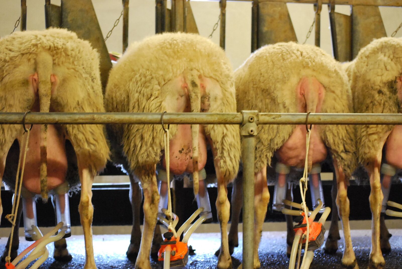 Nikon D60 sample photo. Sheep, milk, sheep barn photography