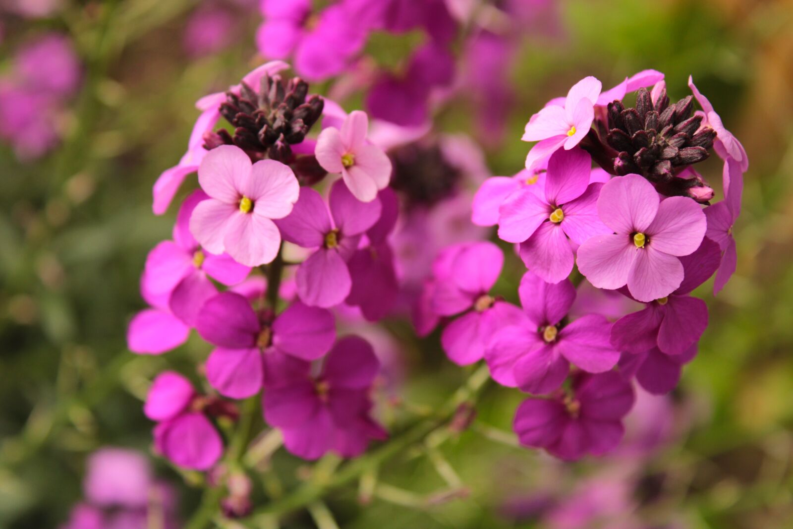 Canon EOS 2000D (EOS Rebel T7 / EOS Kiss X90 / EOS 1500D) sample photo. Flower, wallflower, plant photography