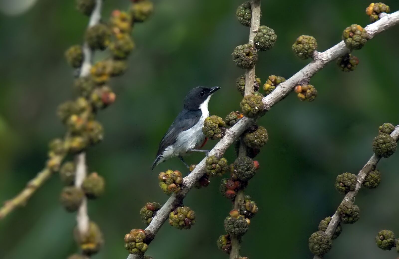 Olympus OM-D E-M1 sample photo. Bird, small, cute photography