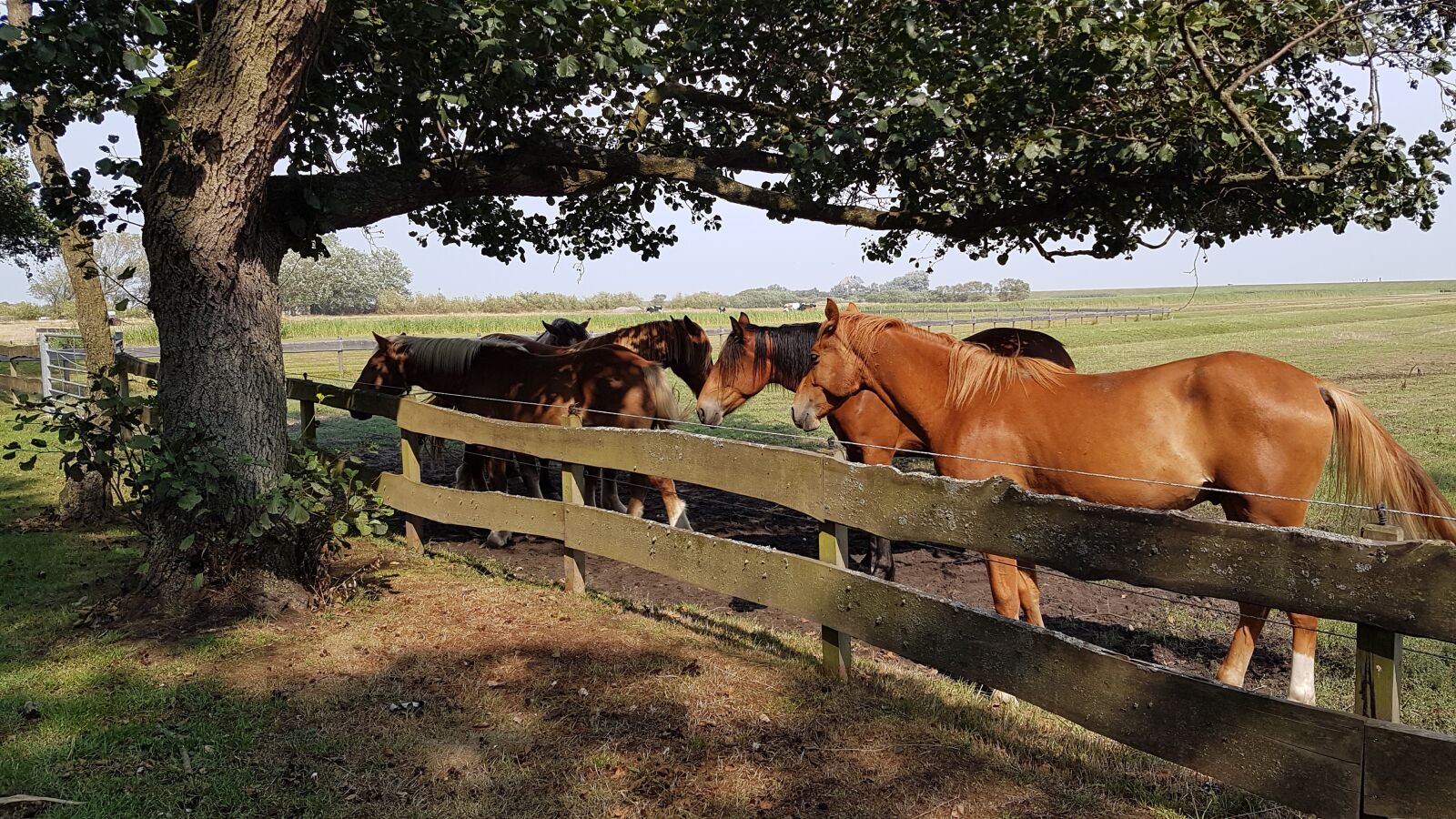 Samsung Galaxy S7 Edge sample photo. Horses, shadow, watts photography