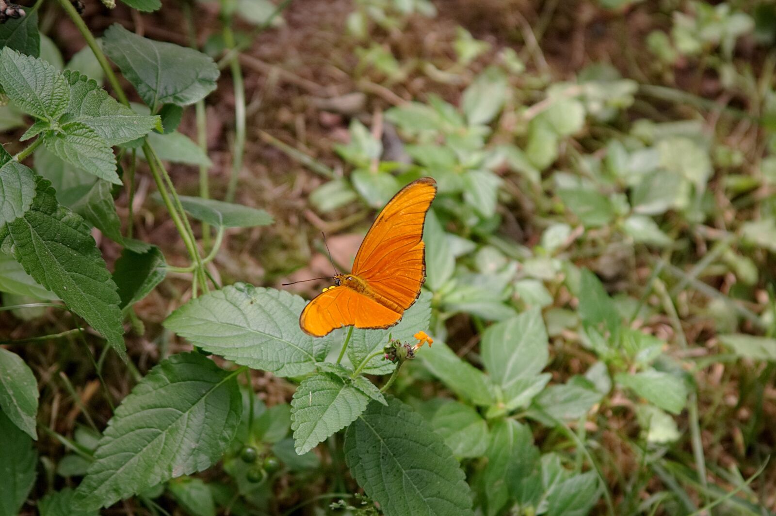 Canon EF 28-135mm F3.5-5.6 IS USM sample photo. Orange, butterfly, zoo photography