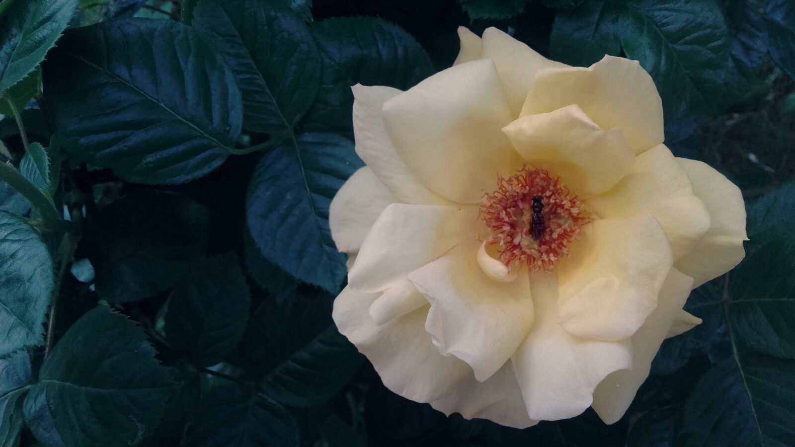 Samsung Galaxy Grand Prime sample photo. Yellow, yellow rose, rose photography