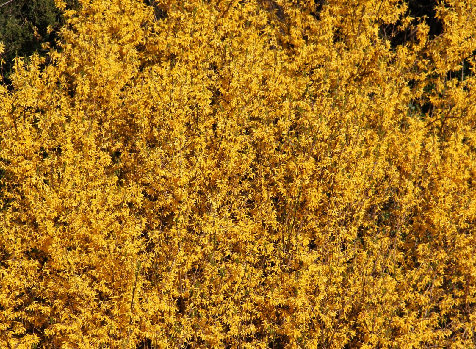 Canon EOS 550D (EOS Rebel T2i / EOS Kiss X4) sample photo. Forsythienbusch, bl tenmeer, in photography