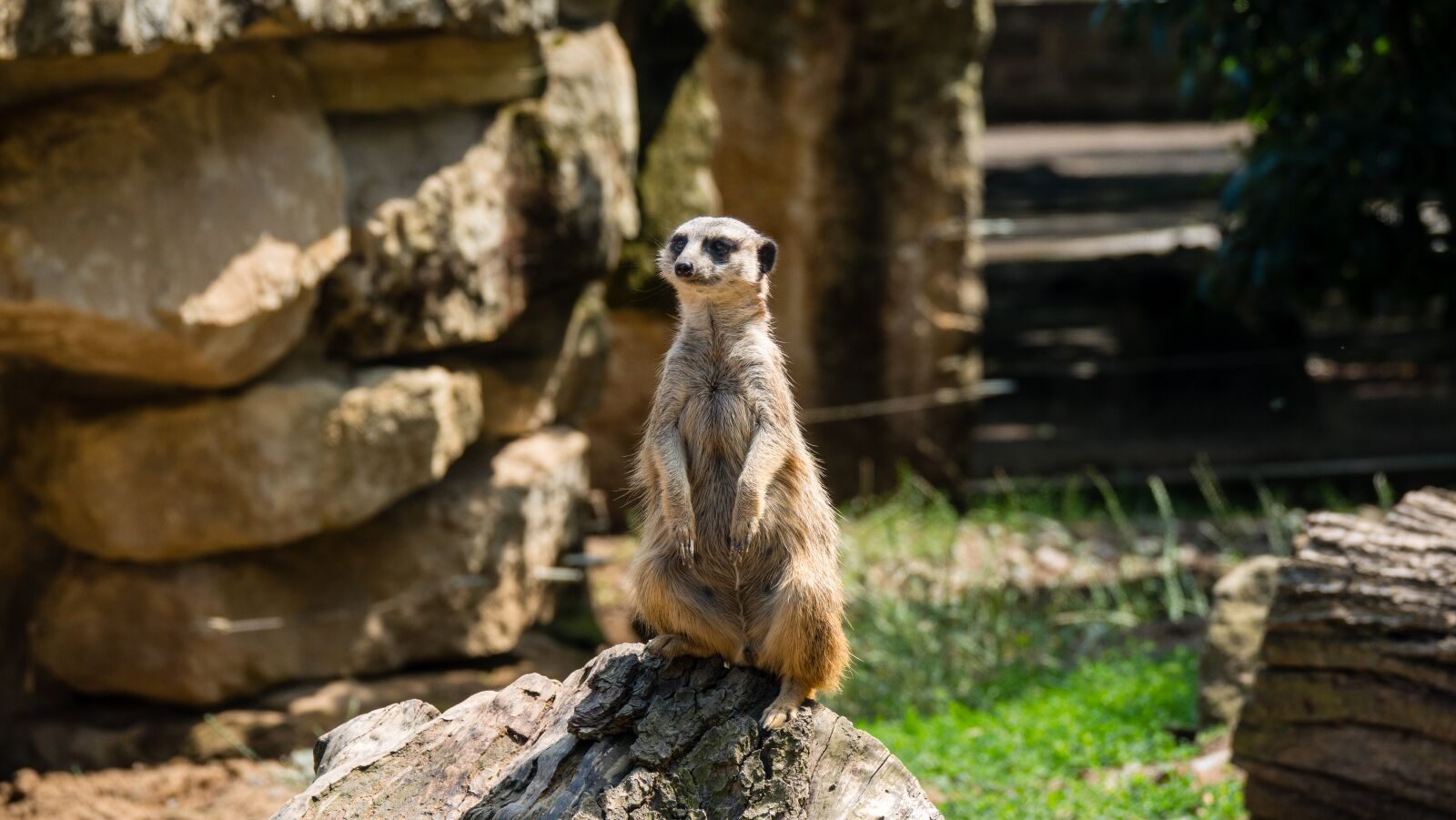 Sony Cyber-shot DSC-RX10 IV sample photo. Meerkat, zoo, zoo photography photography