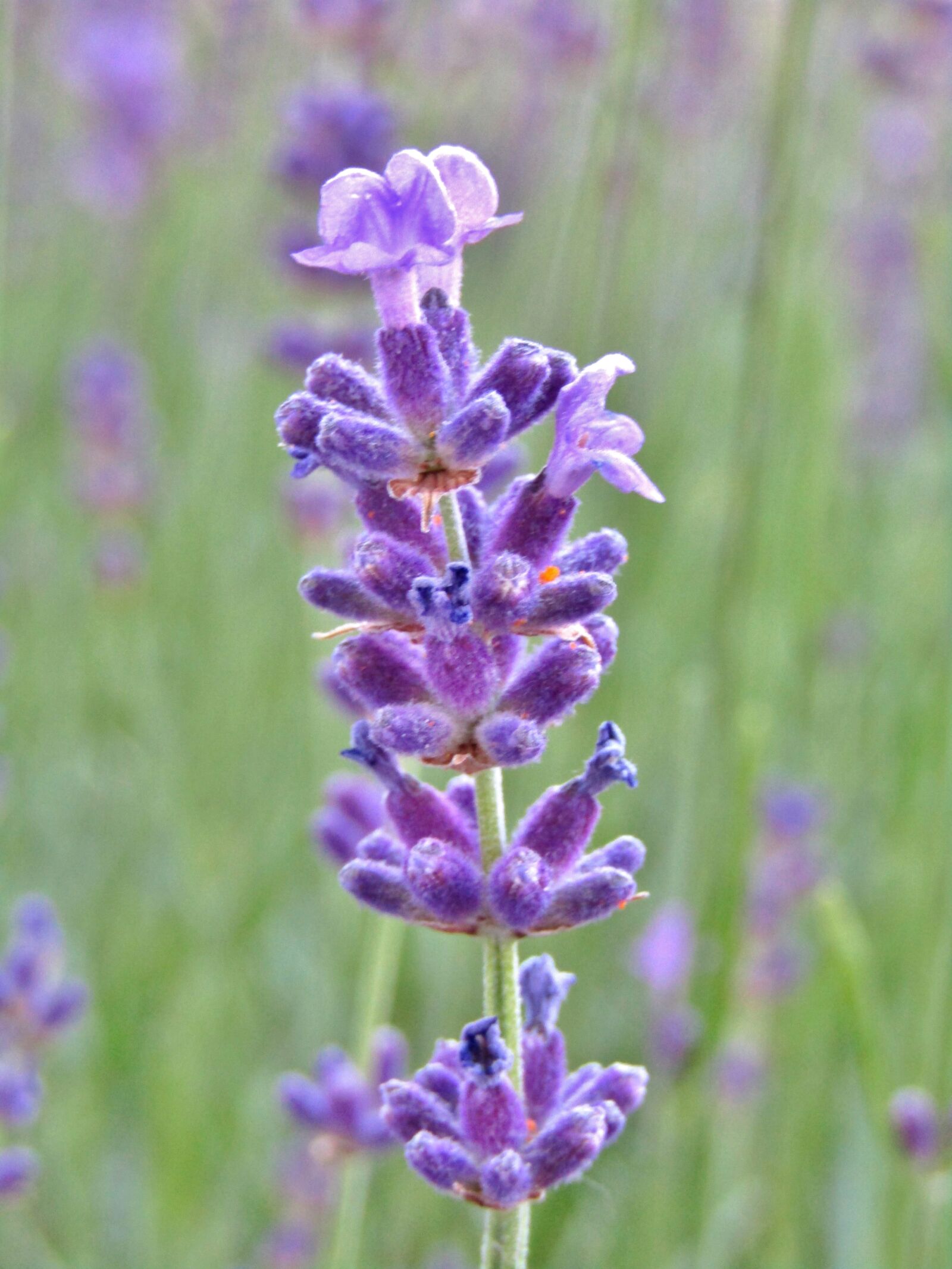 Canon POWERSHOT SX432 IS sample photo. Lavender, lavender bush, purple photography