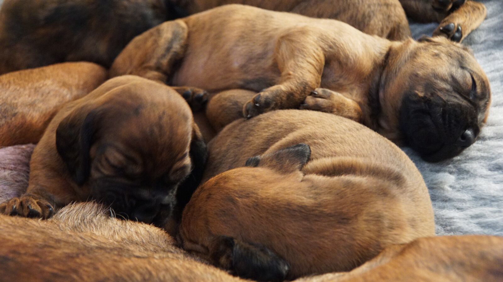 Sony ILCA-77M2 + DT 18-270mm F3.5-6.3 SSM sample photo. Puppies, litter, hanovarian dogs photography