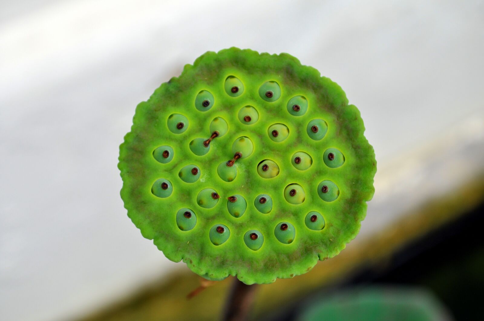 Nikon D5000 sample photo. Plant, nature, leaf photography