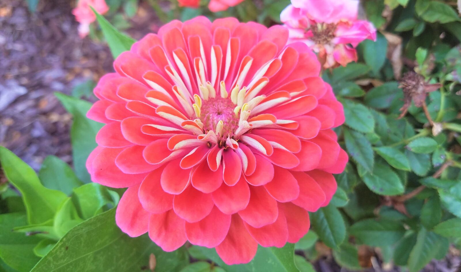 Samsung Galaxy S7 sample photo. Zinnia, flora, romance photography