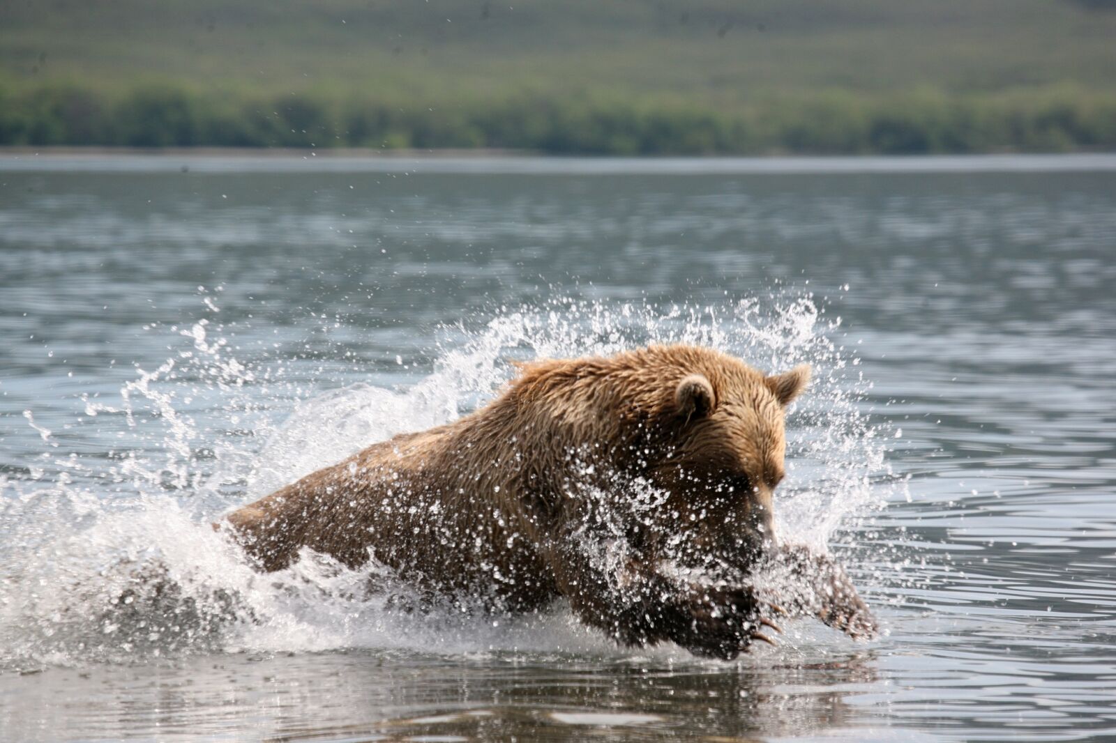 Canon EOS 5D sample photo. Brown bear, predator, wild photography