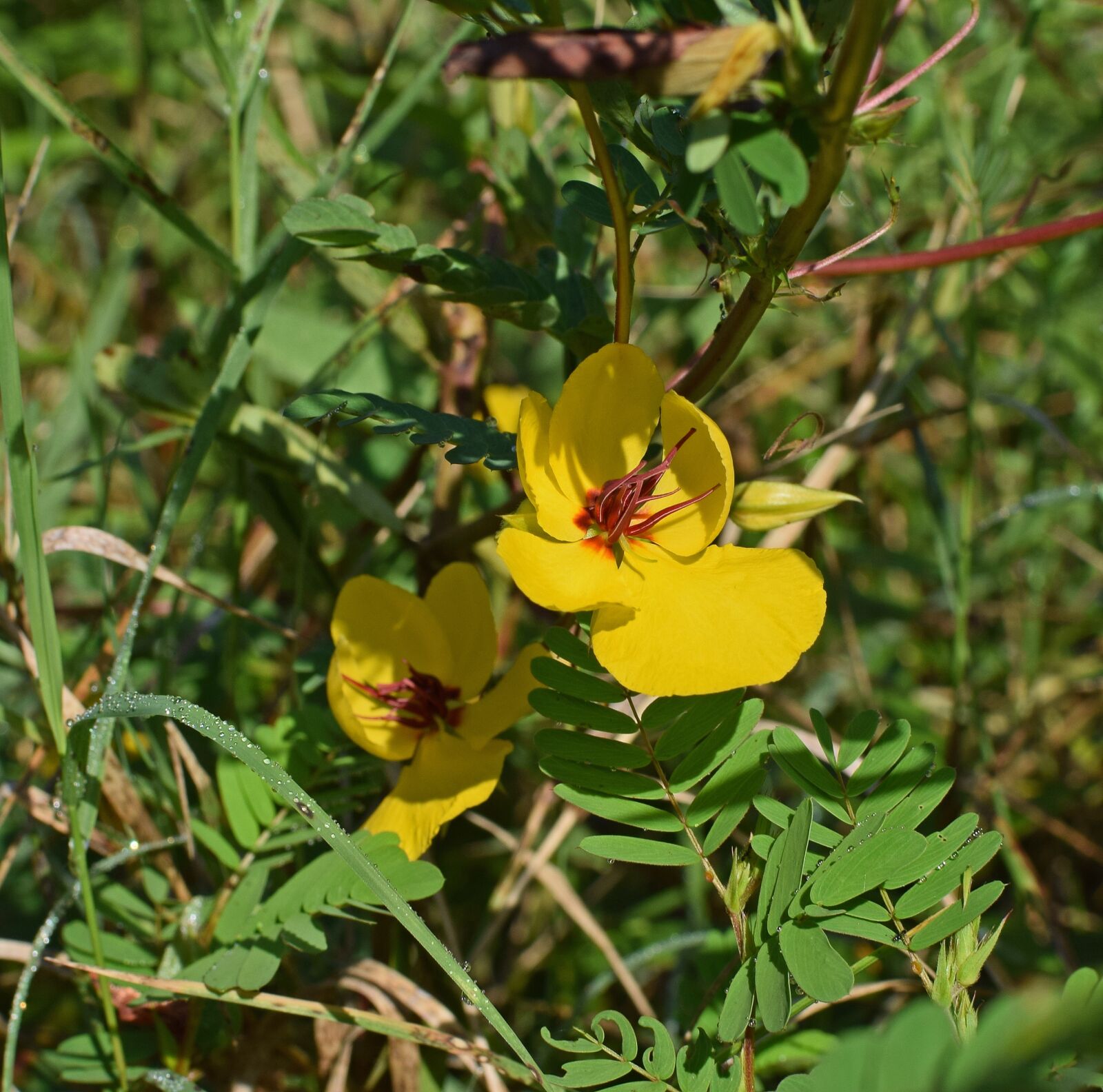 Nikon D3300 sample photo. Chamaecrista fasciculata, partridge pea photography