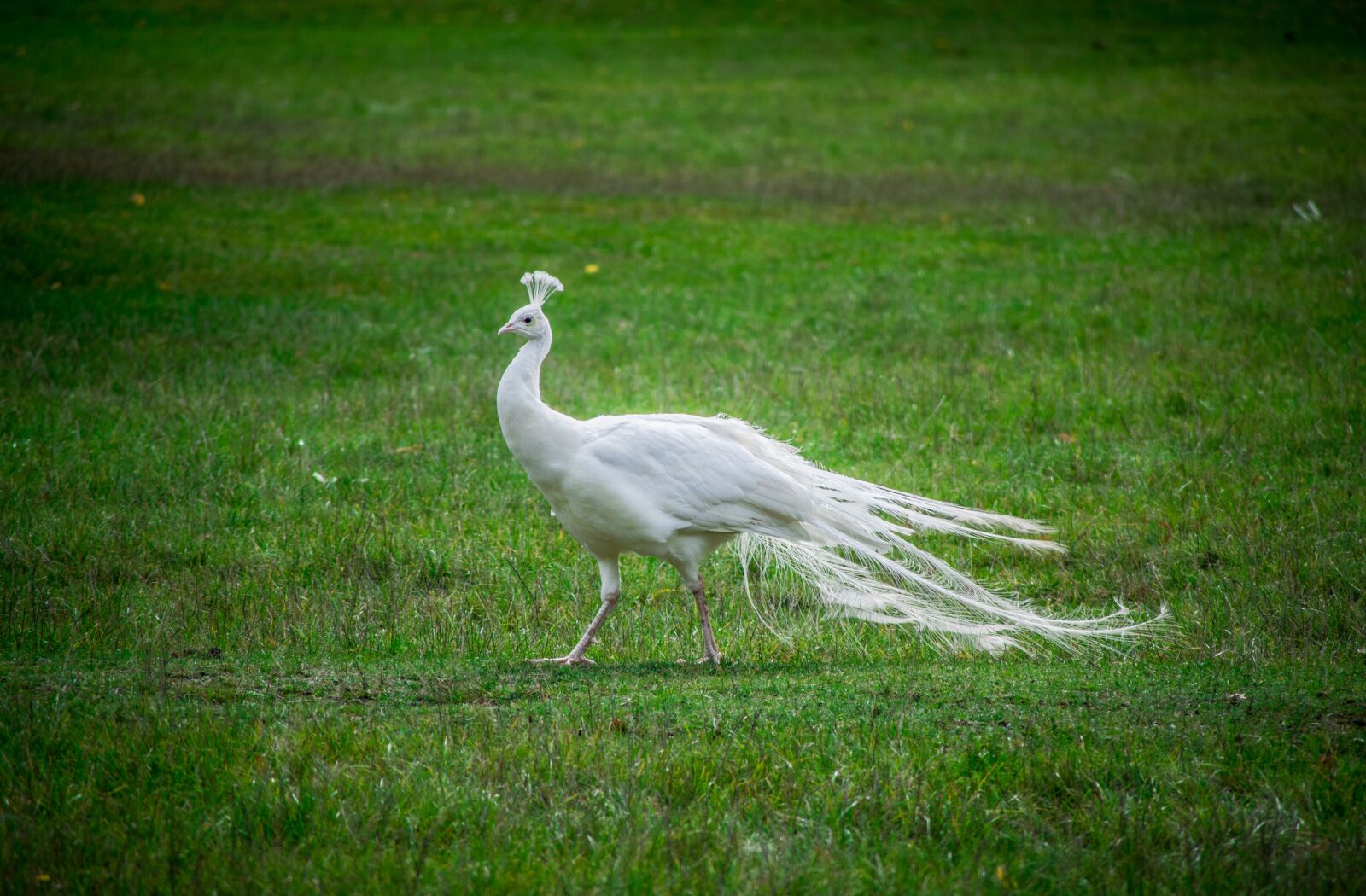 Nikon D5300 sample photo. White, peacock, bird photography