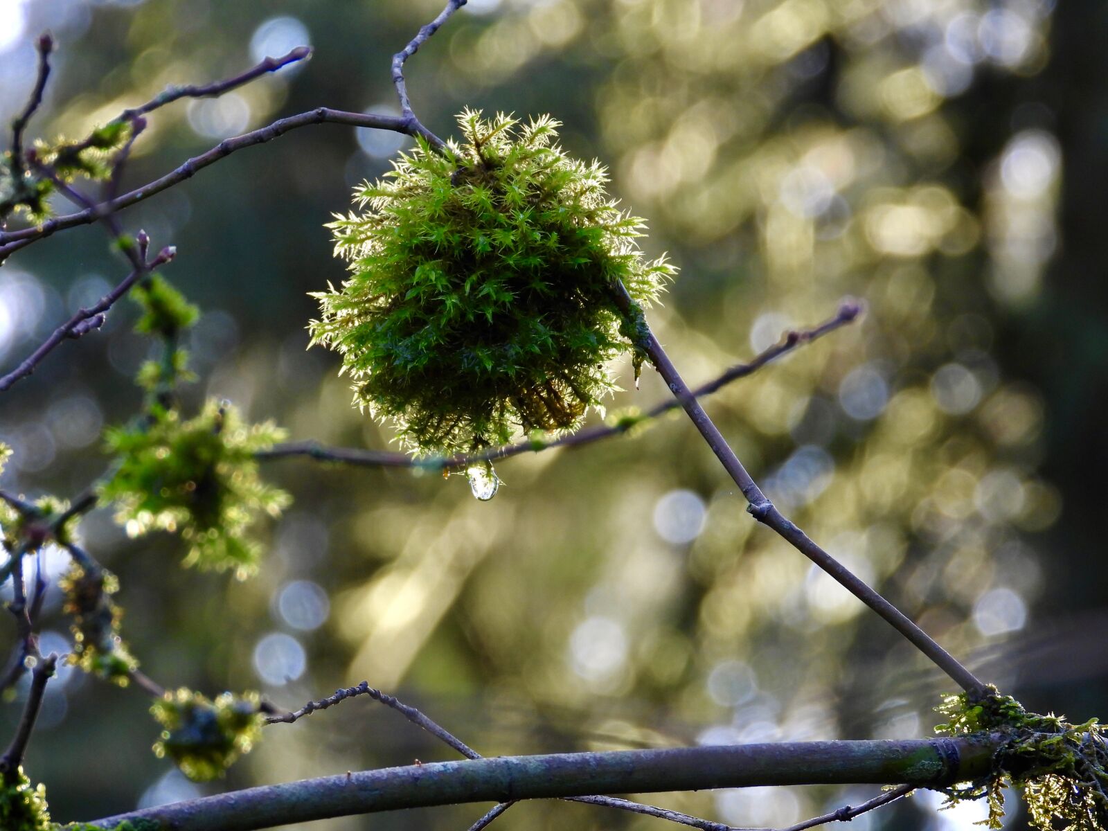 Nikon Coolpix P1000 sample photo. Moss, forest, nature photography
