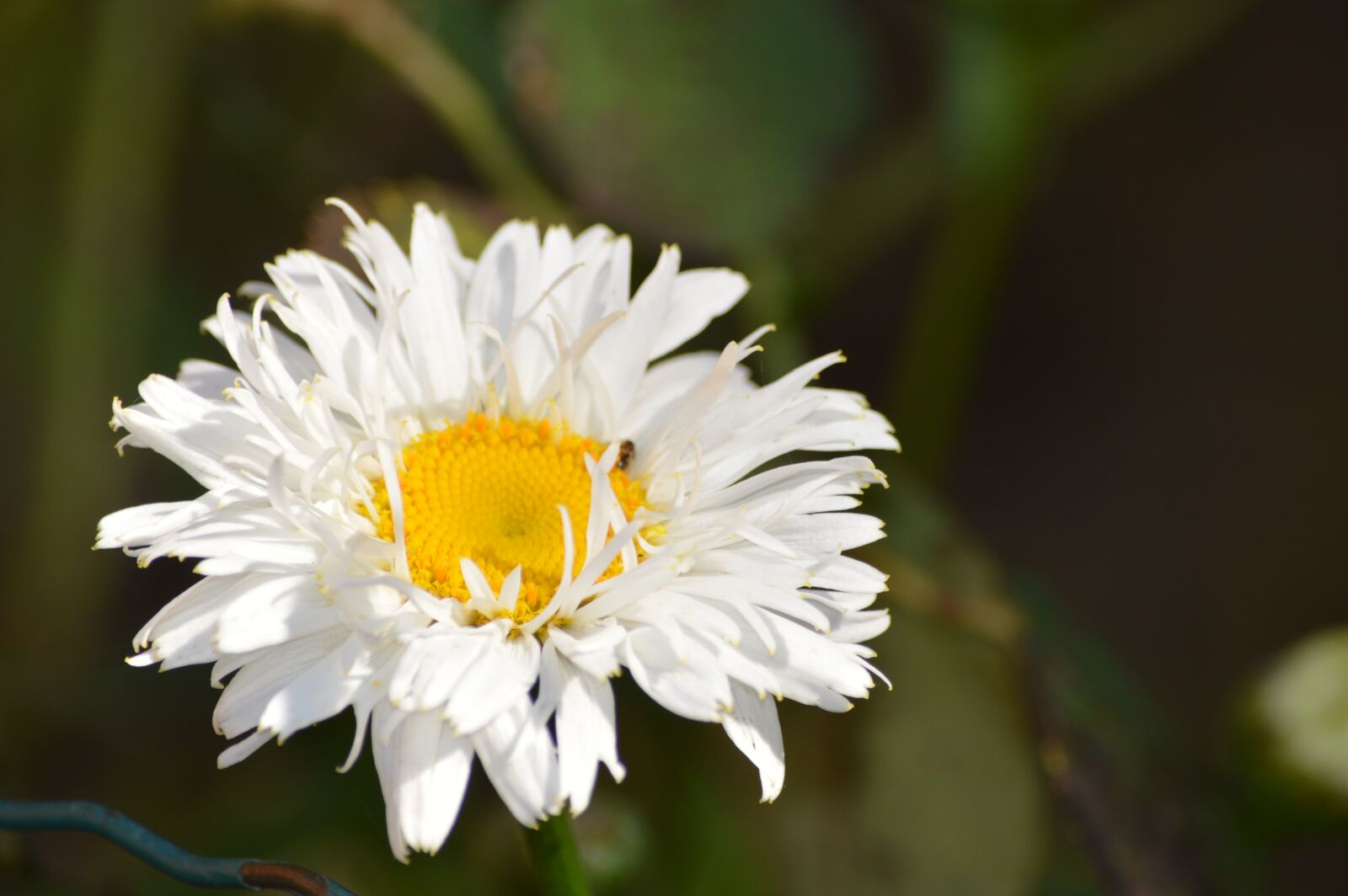 Nikon D3200 sample photo. Flower, queen marguerite, nature photography