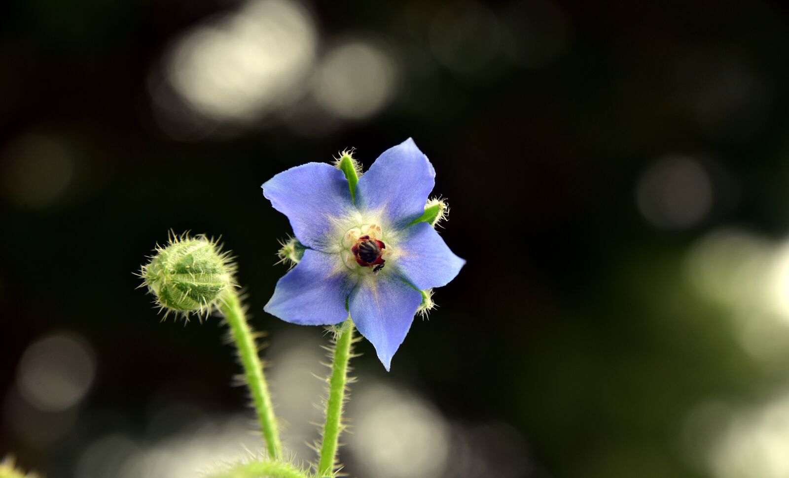 Nikon D750 sample photo. Wine diamond, flower, blossom photography