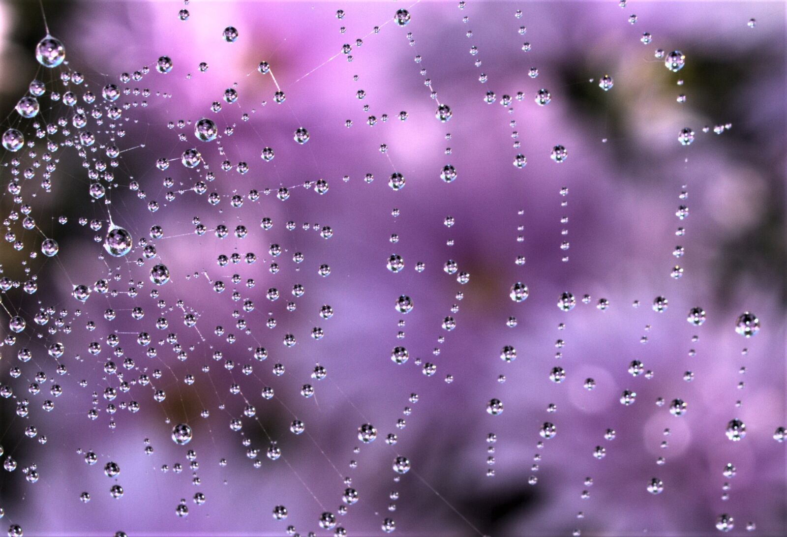 Olympus E-520 (EVOLT E-520) sample photo. Dew, rain, wet photography