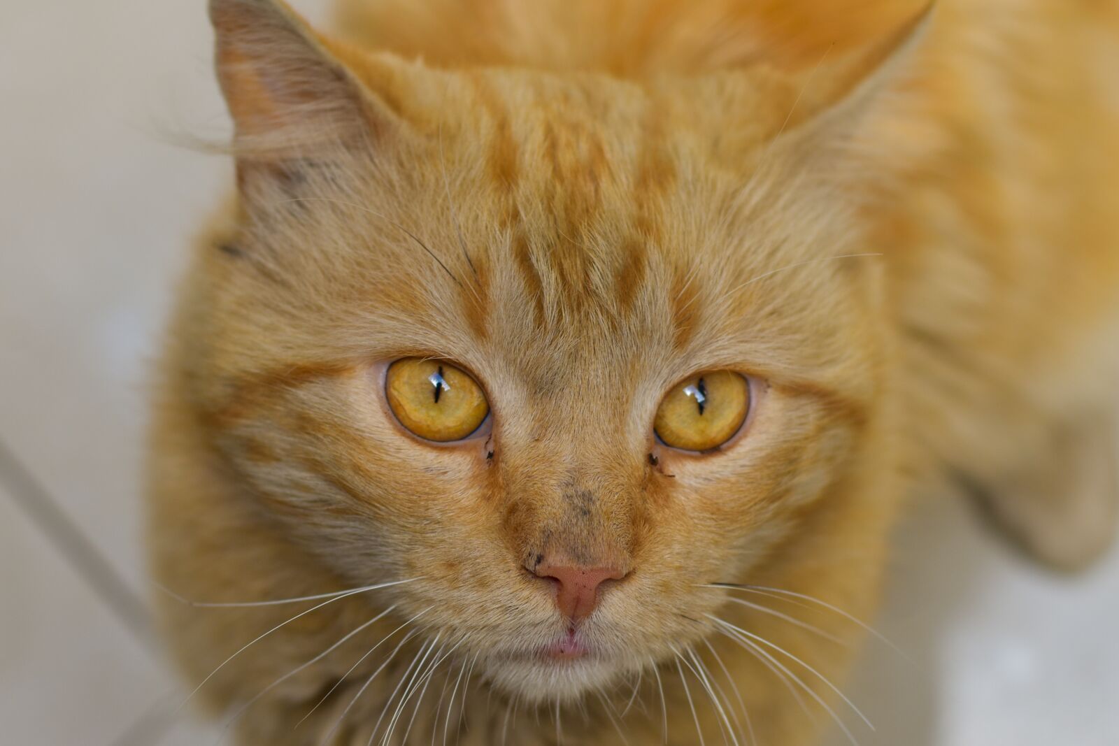 Nikon D3400 sample photo. Kitten, animal, feline photography