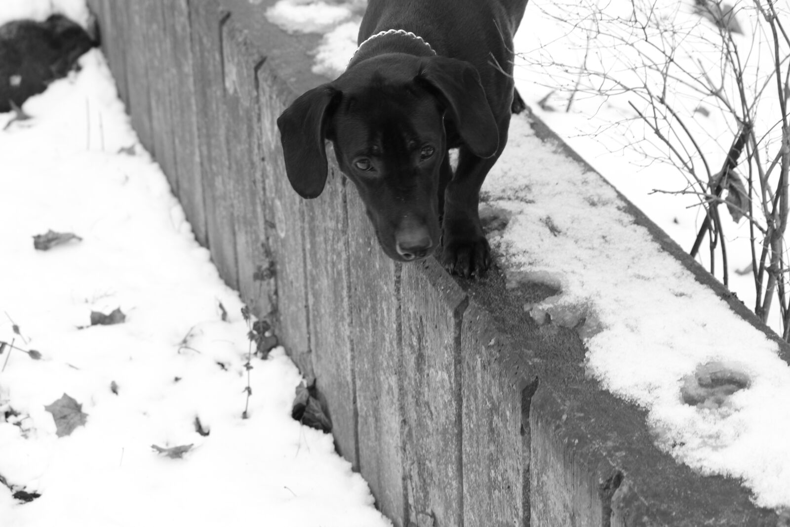 Canon EOS 1300D (EOS Rebel T6 / EOS Kiss X80) sample photo. Black, dog, winter photography