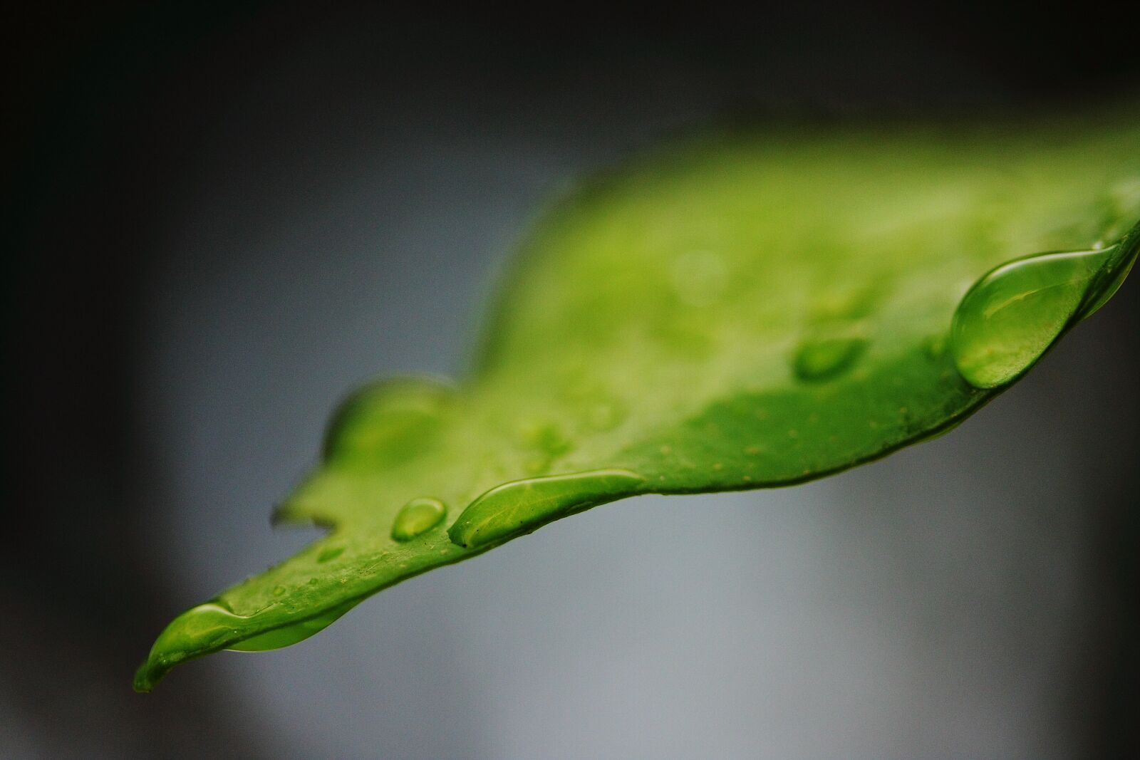 Canon EOS 40D sample photo. Leaves, water, drop photography