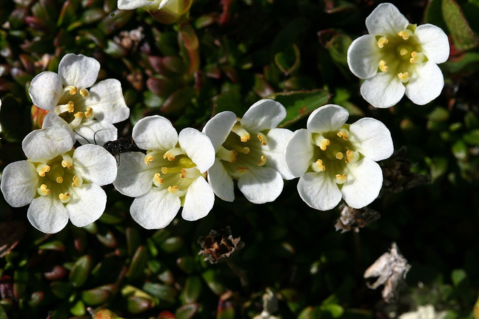 Canon EOS 20D sample photo. The nature of the photography