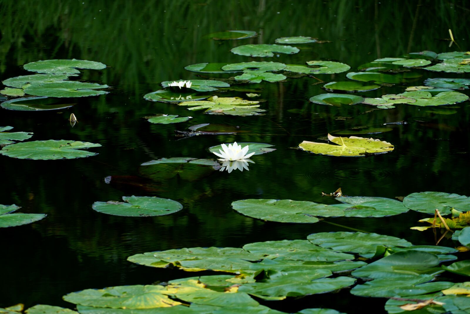 Sony a6500 sample photo. Lotus flower, pond, nature photography