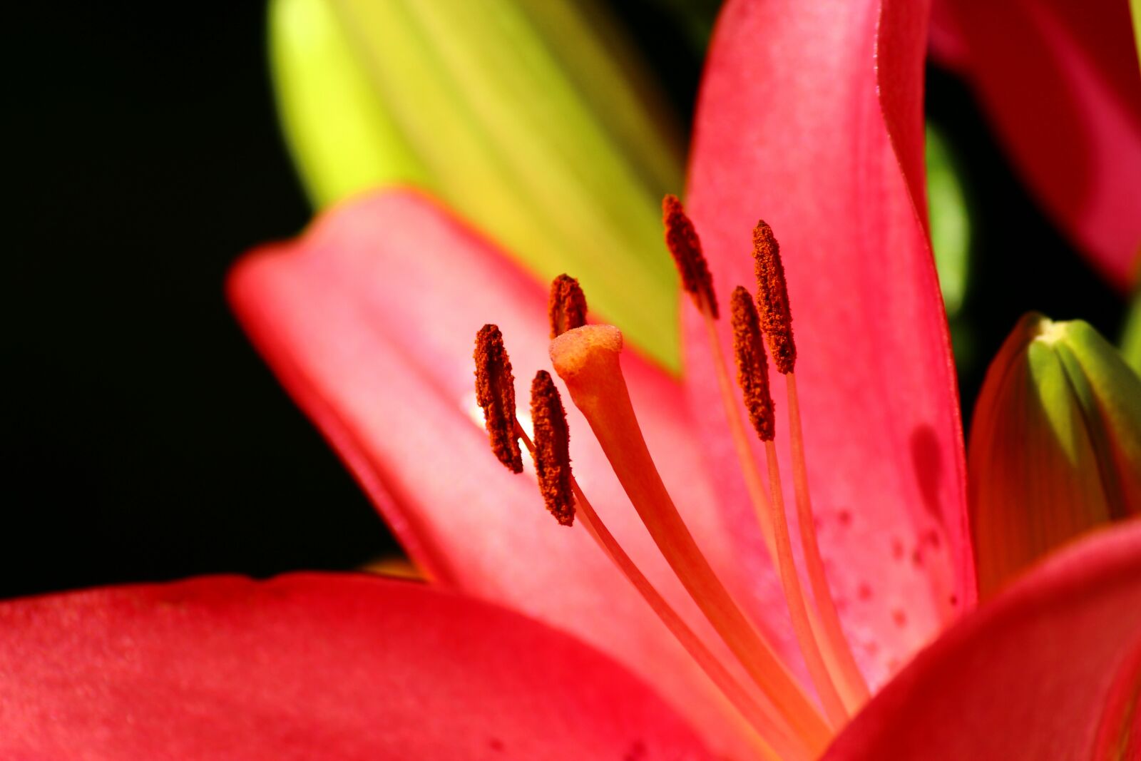 Canon EOS 600D (Rebel EOS T3i / EOS Kiss X5) sample photo. Lily, red, konya photography