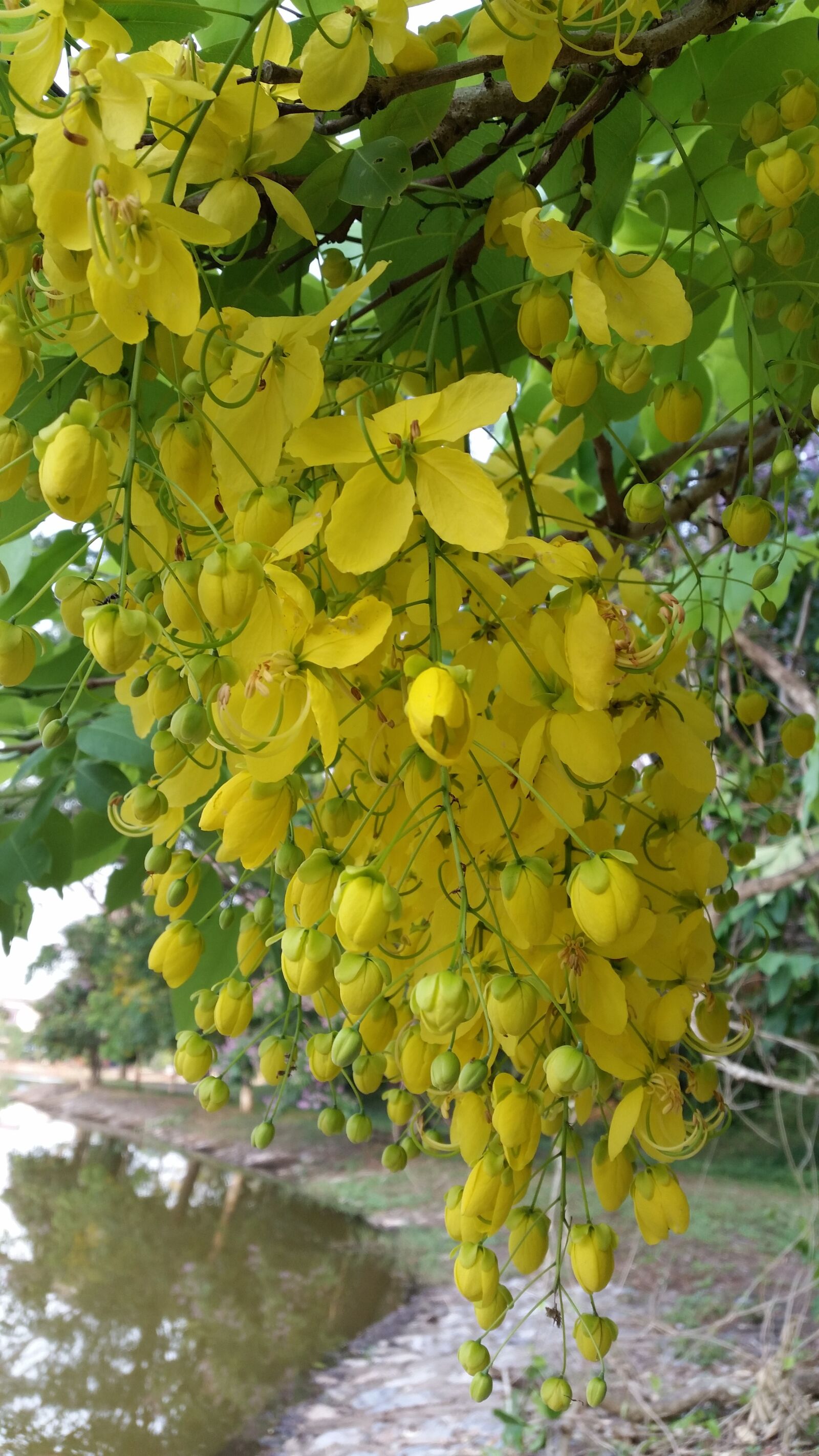 Samsung Galaxy S5 sample photo. Golden shower, flower, yellow photography
