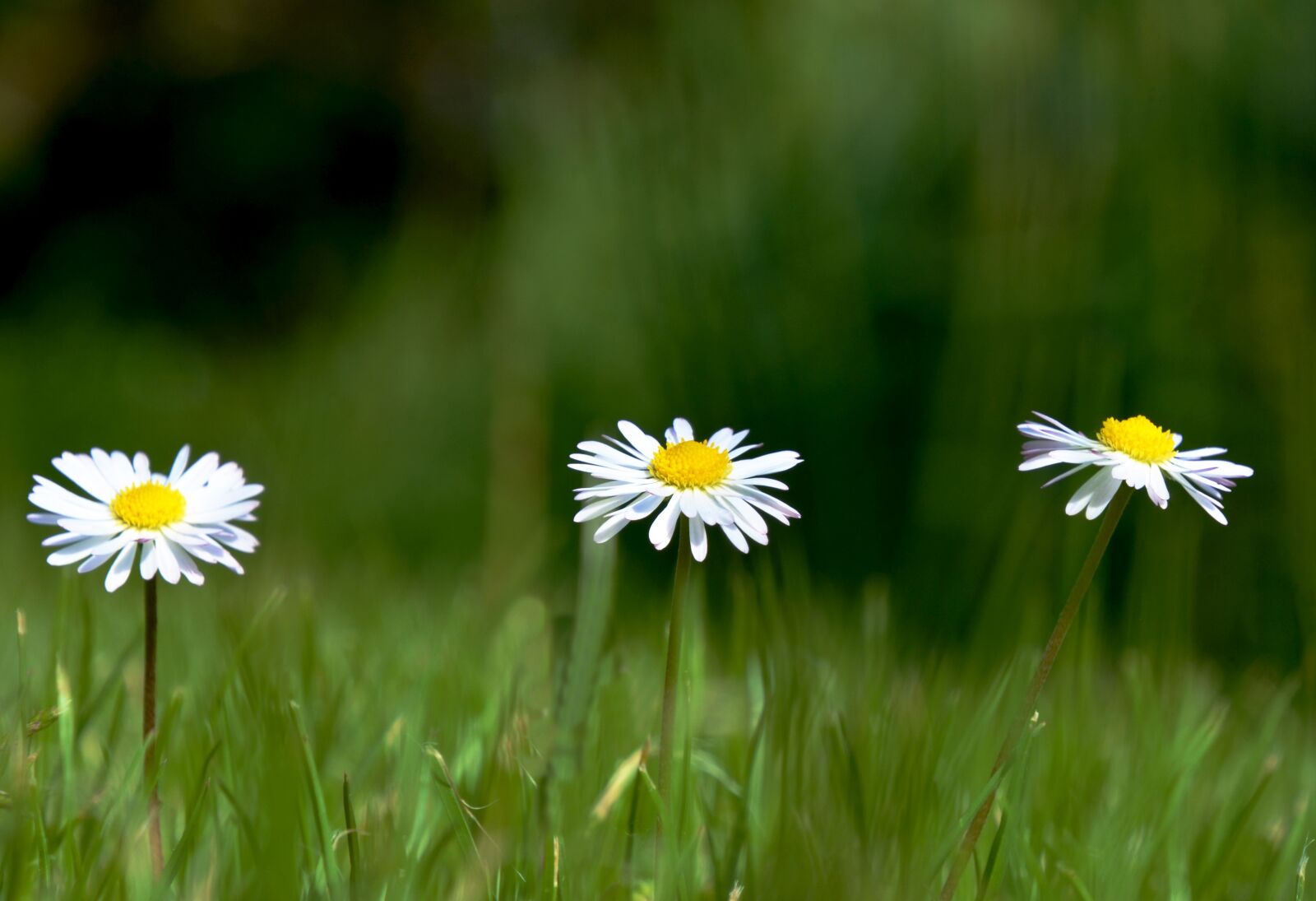 Nikon D7000 sample photo. Daisy, flower, meadow photography