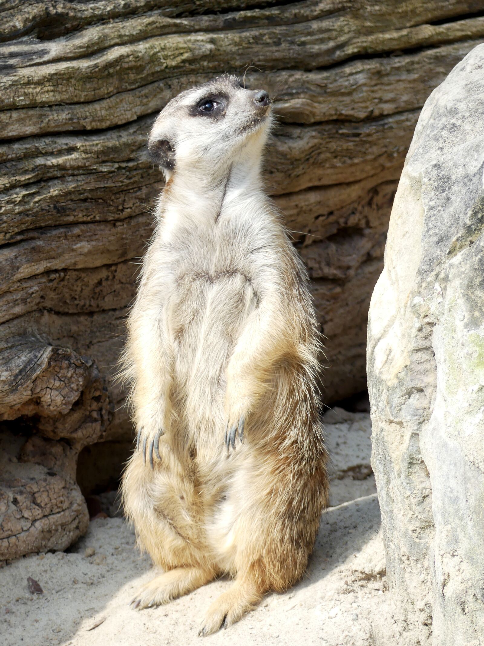 Panasonic Lumix DMC-FZ300 sample photo. Meerkat, animal, mammal photography