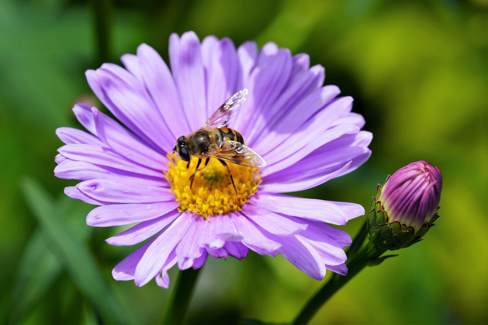 Sony a7R III + Sony FE 90mm F2.8 Macro G OSS sample photo. Wildflower, summer, flower photography