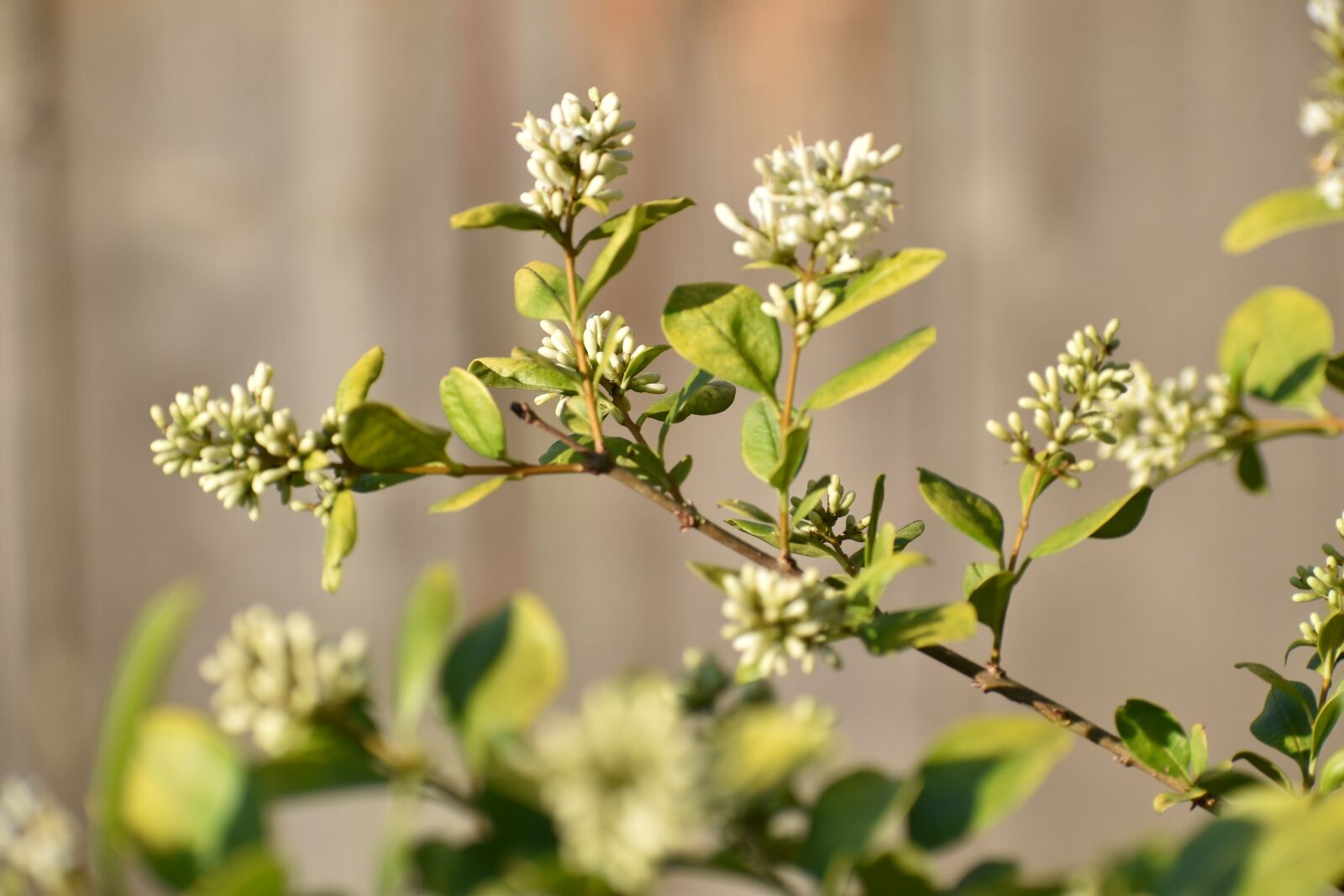Nikon D5500 sample photo. Flower, flowering, shrub photography