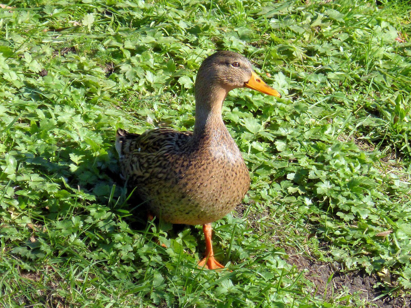 Panasonic DMC-FZ62 sample photo. Duck, female, bird photography