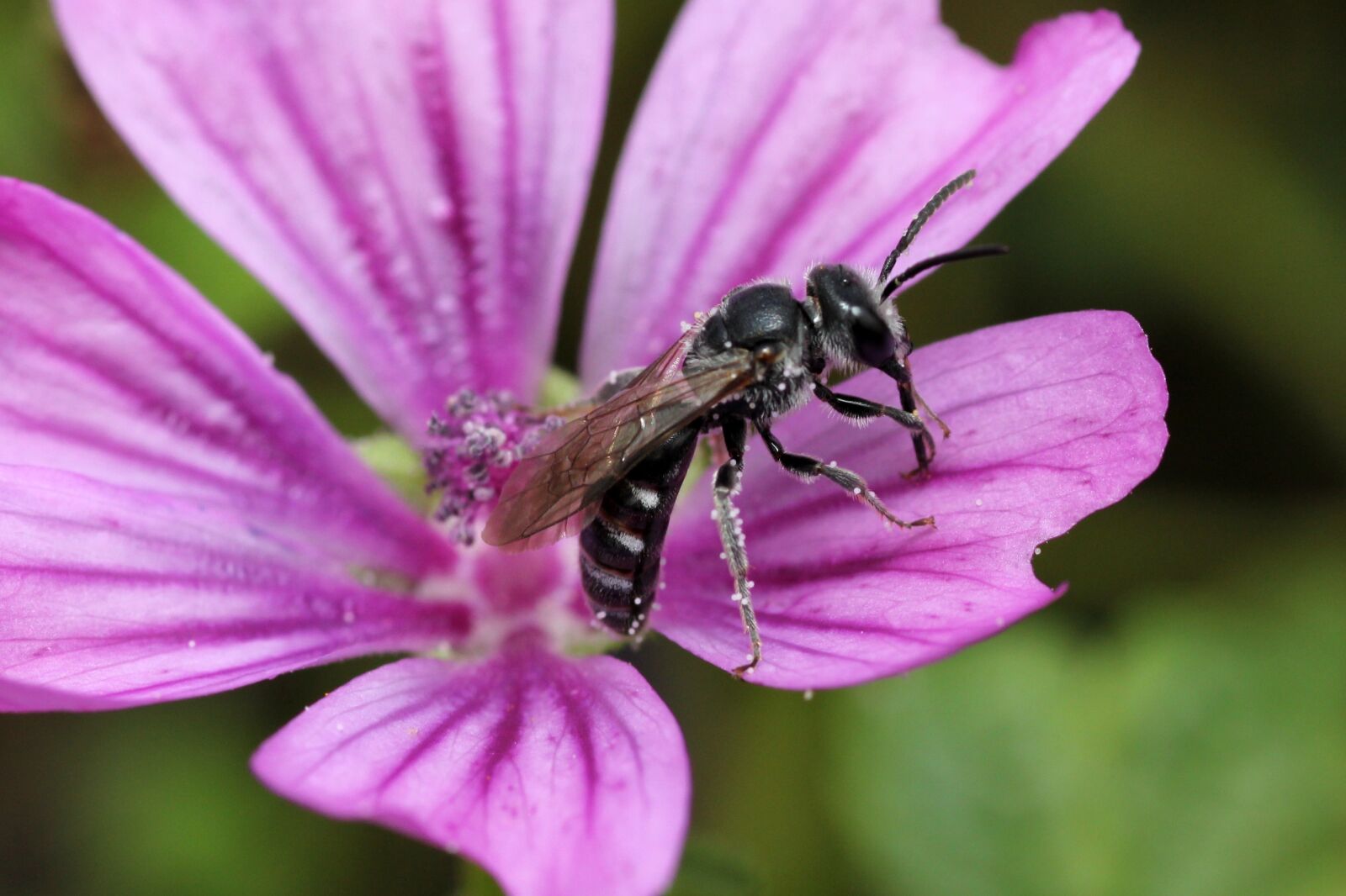 Canon EOS 60D sample photo. Fly, blossom, bloom photography