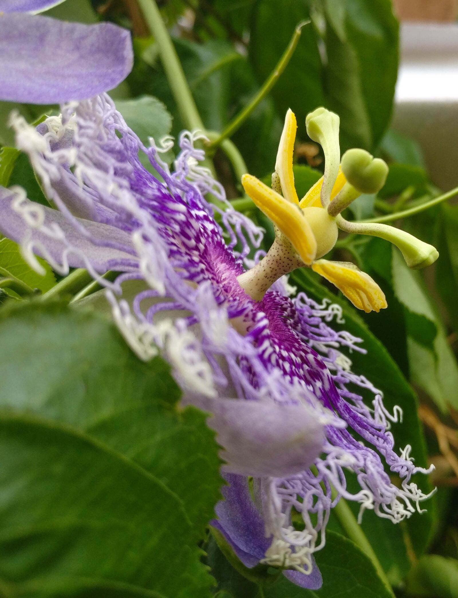 OnePlus A3003 sample photo. Flower, passion, passion flower photography