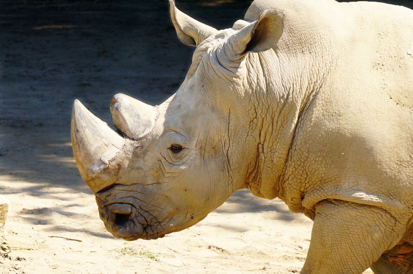 Sony E 55-210mm F4.5-6.3 OSS sample photo. Rhino, animal, africa photography