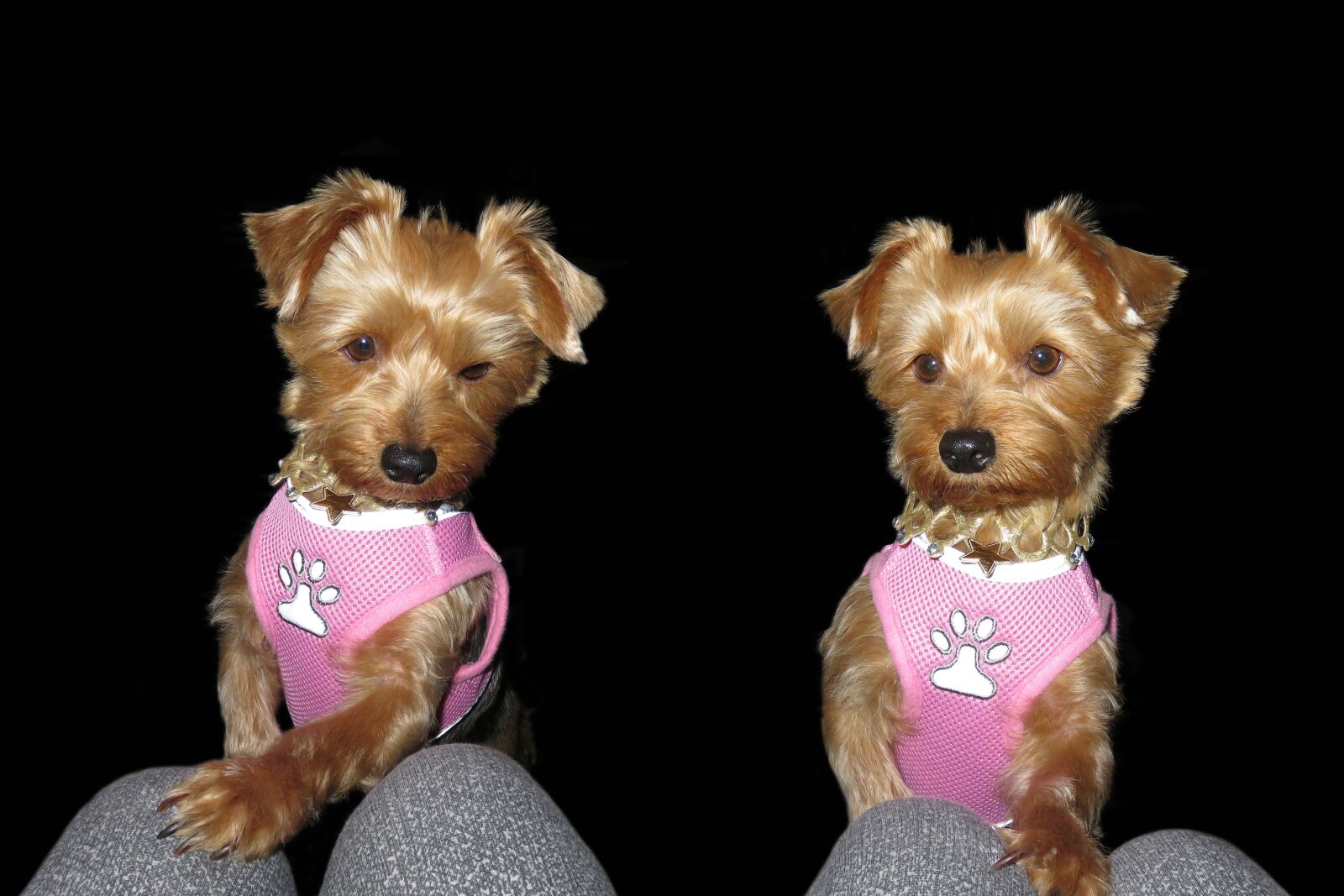 Canon PowerShot G7 X sample photo. Beauty, animal, yorkshire terrier photography