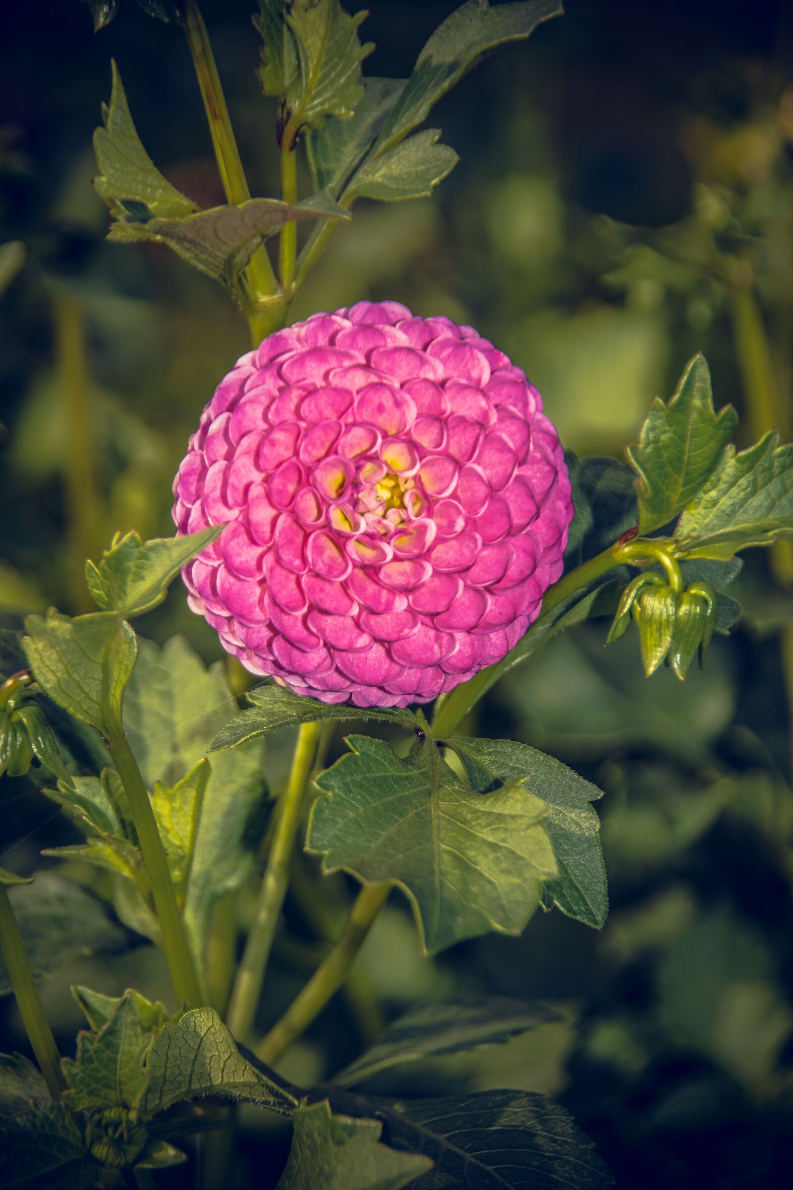 Sony ILCA-77M2 sample photo. Dahlia, blossom, bloom photography