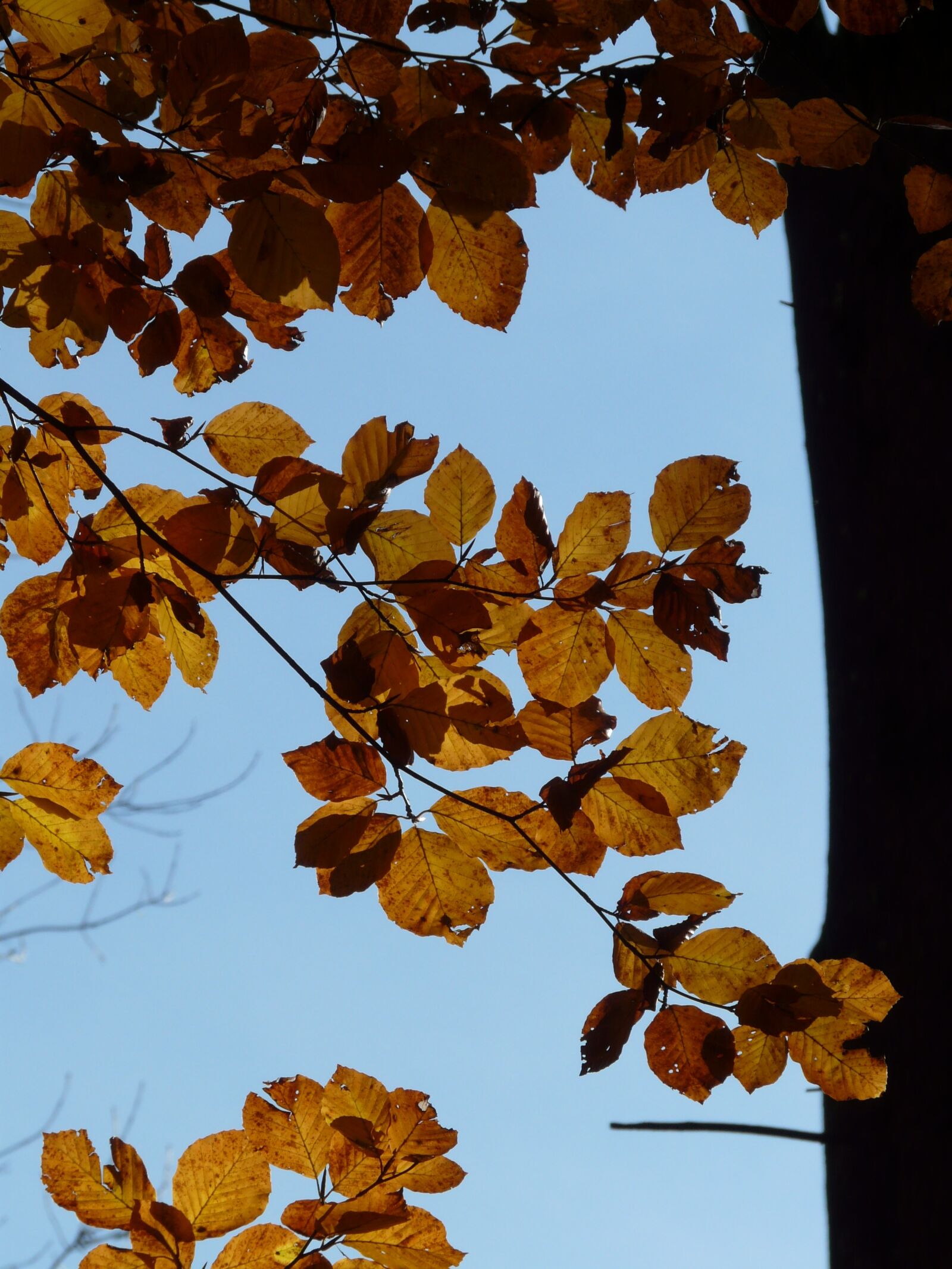 Panasonic DMC-FZ18 sample photo. Beech, fagus sylvatica, fagus photography