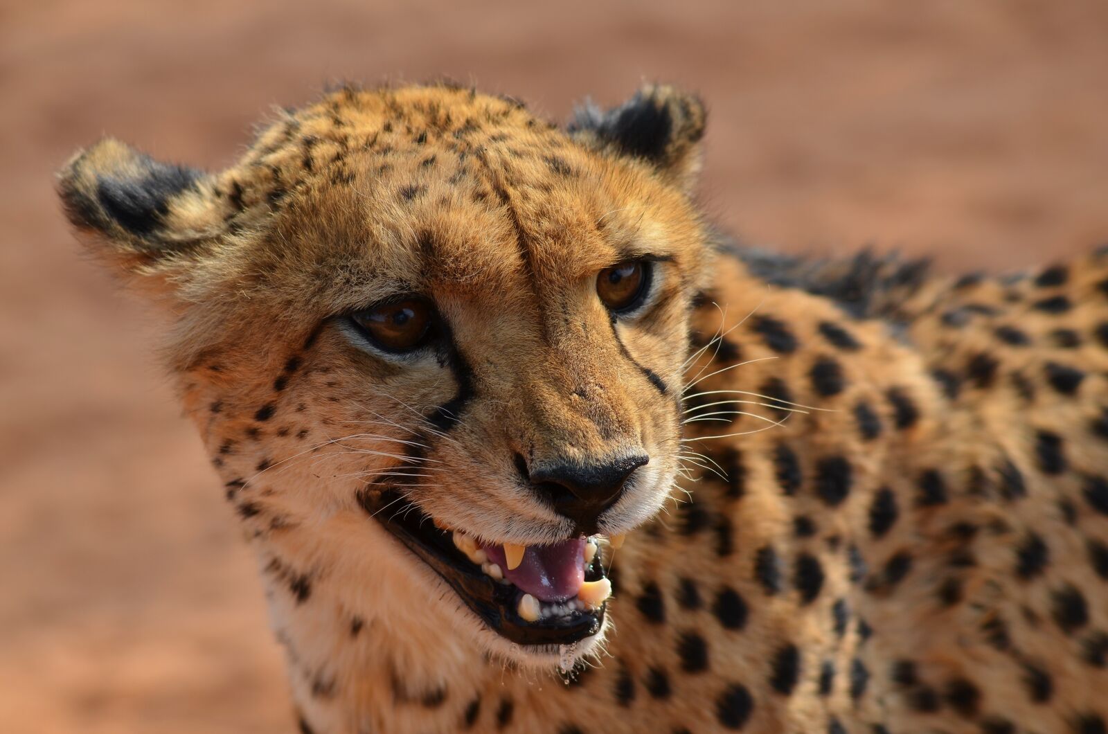 Nikon D5100 sample photo. Cheetah, namibia, africa photography