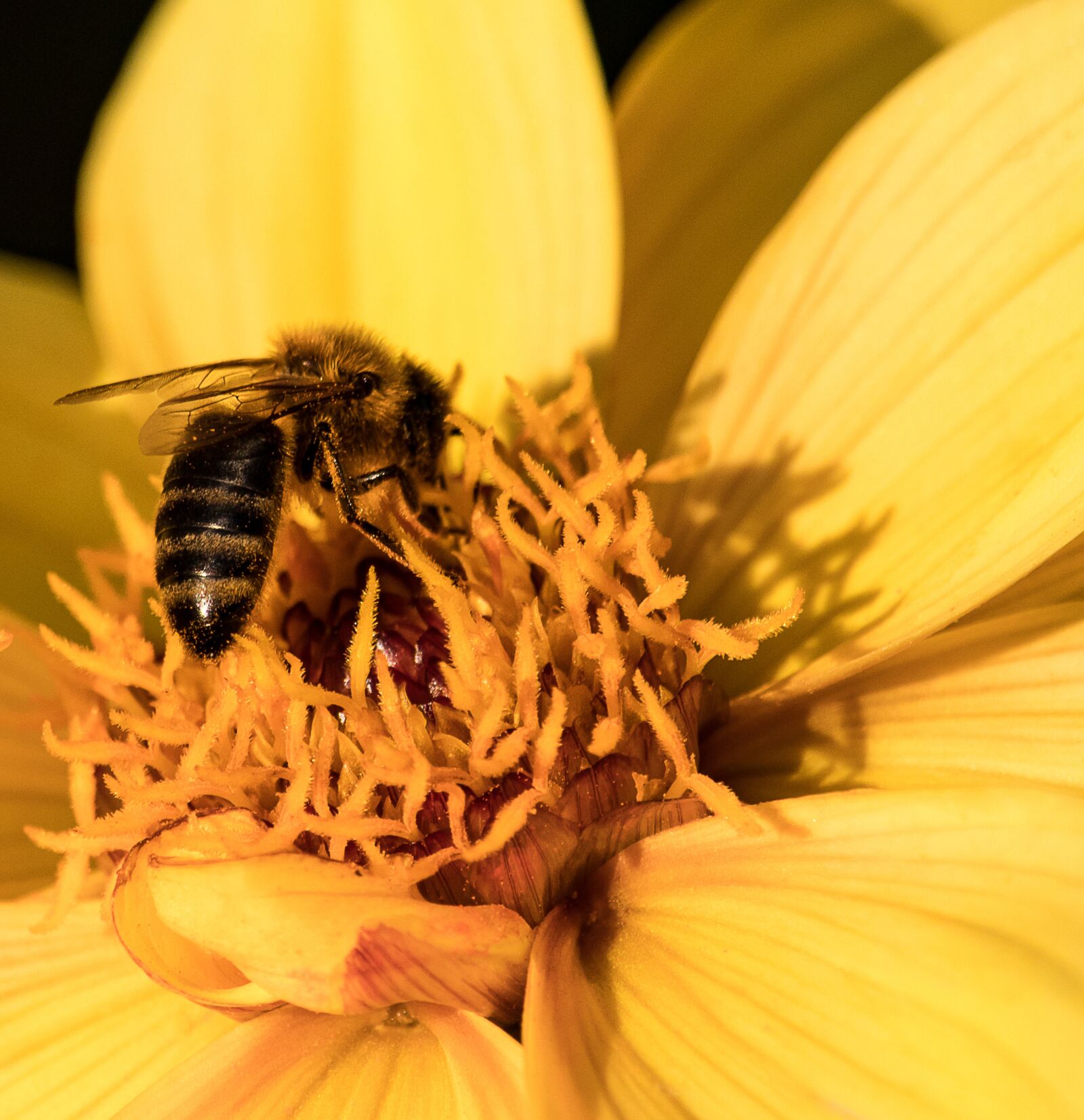 Canon EF-S 55-250mm F4-5.6 IS STM sample photo. Bee, animal, insect photography