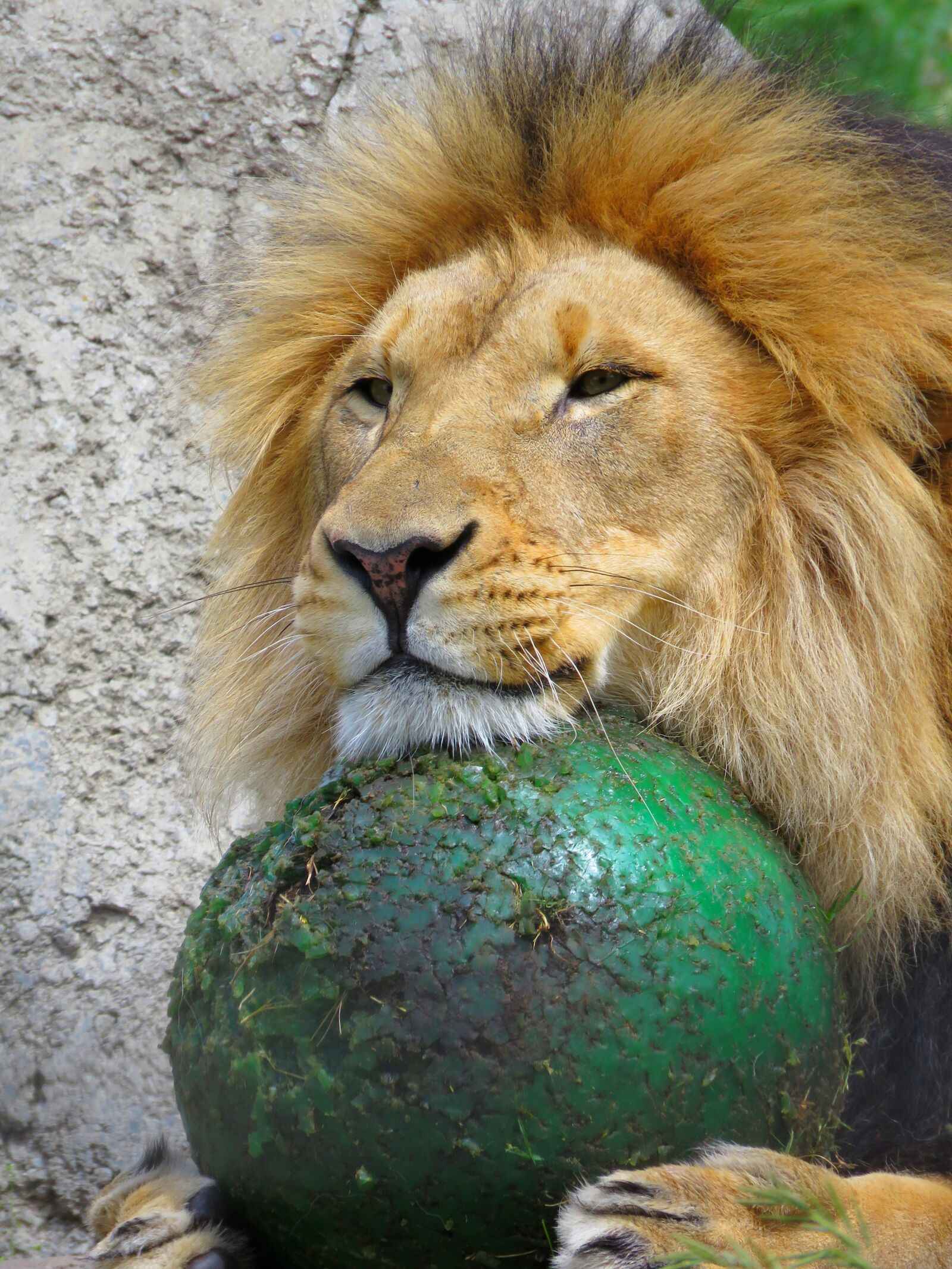 Canon PowerShot SX60 HS sample photo. Lion, calgary zoo, lion photography