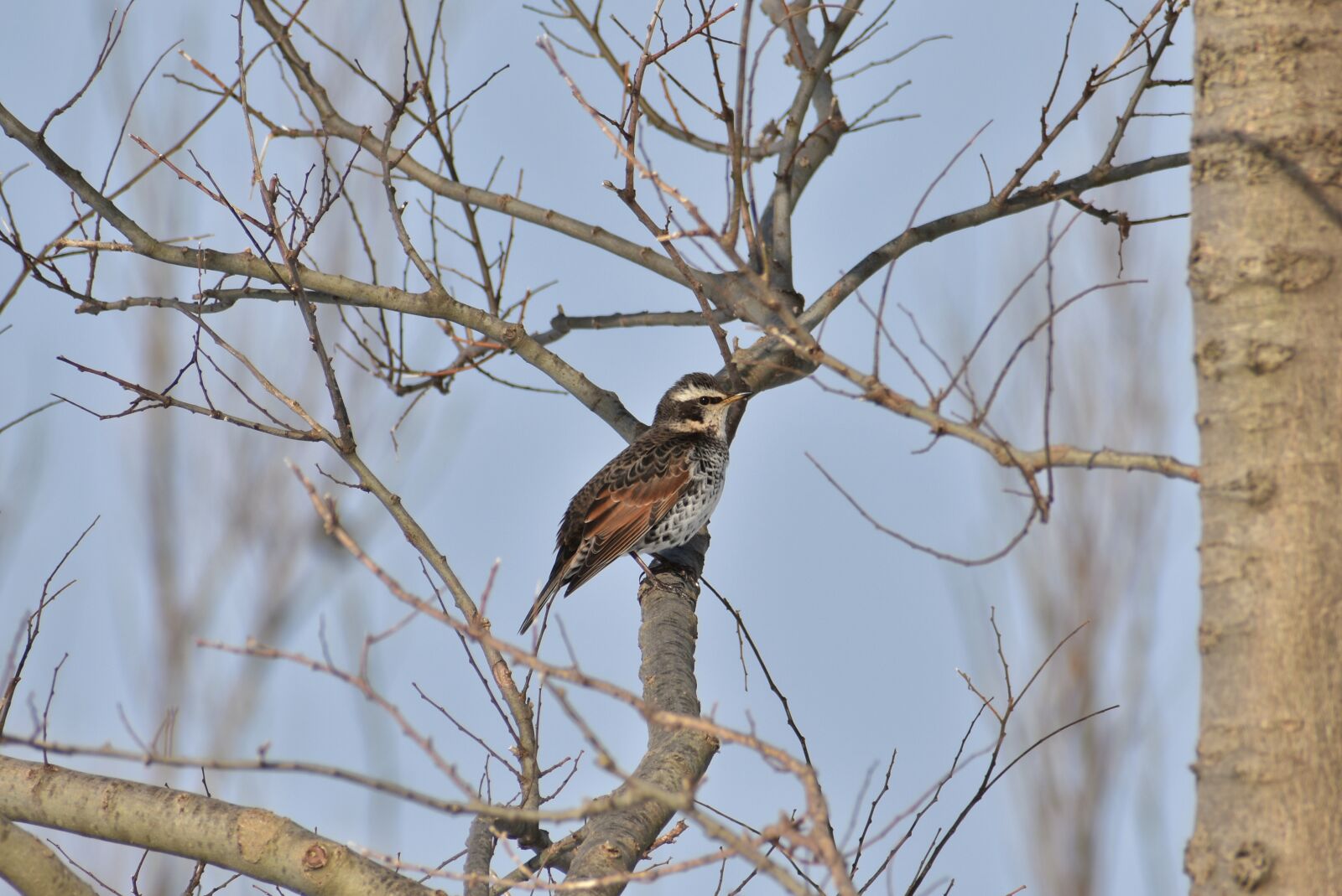 Nikon D7200 sample photo. Animal, forest, wood photography