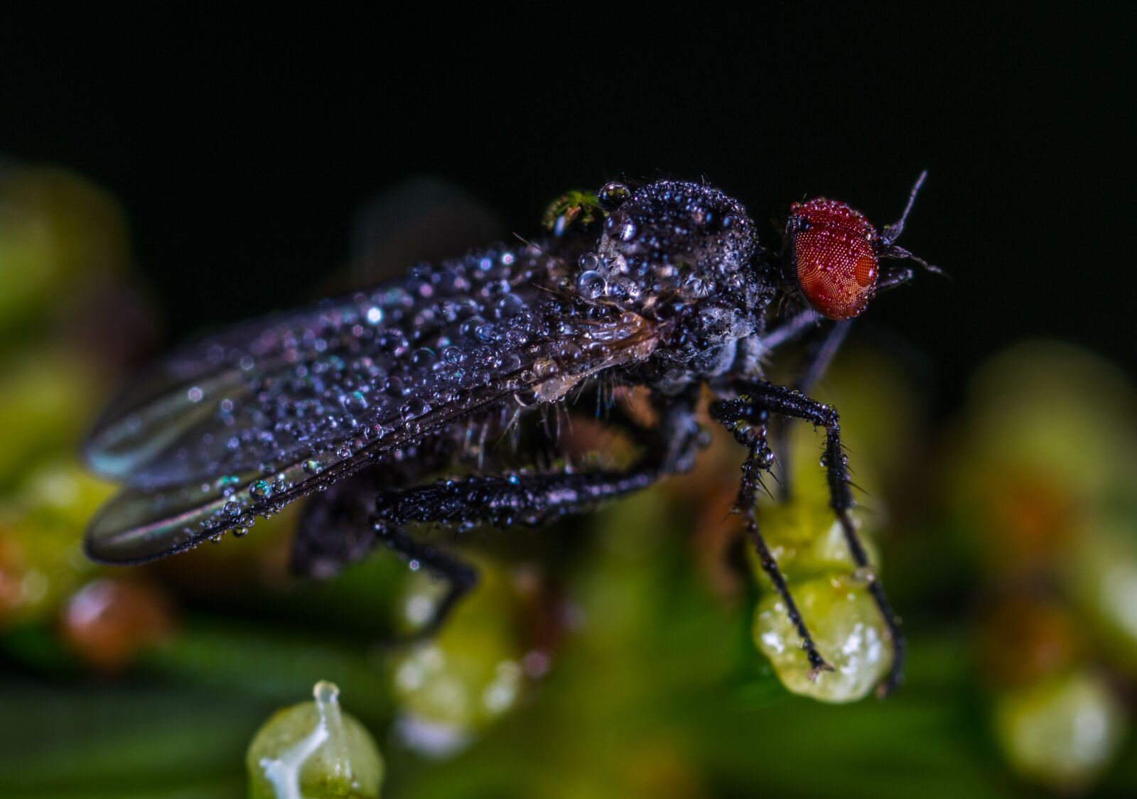 #124 65/2.8 sample photo. Insect, nature, bespozvonochnoe photography