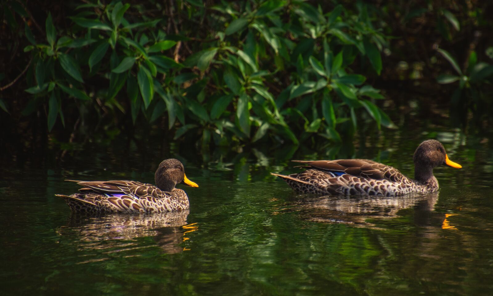 Nikon D7000 sample photo. Ducks, water, bird photography