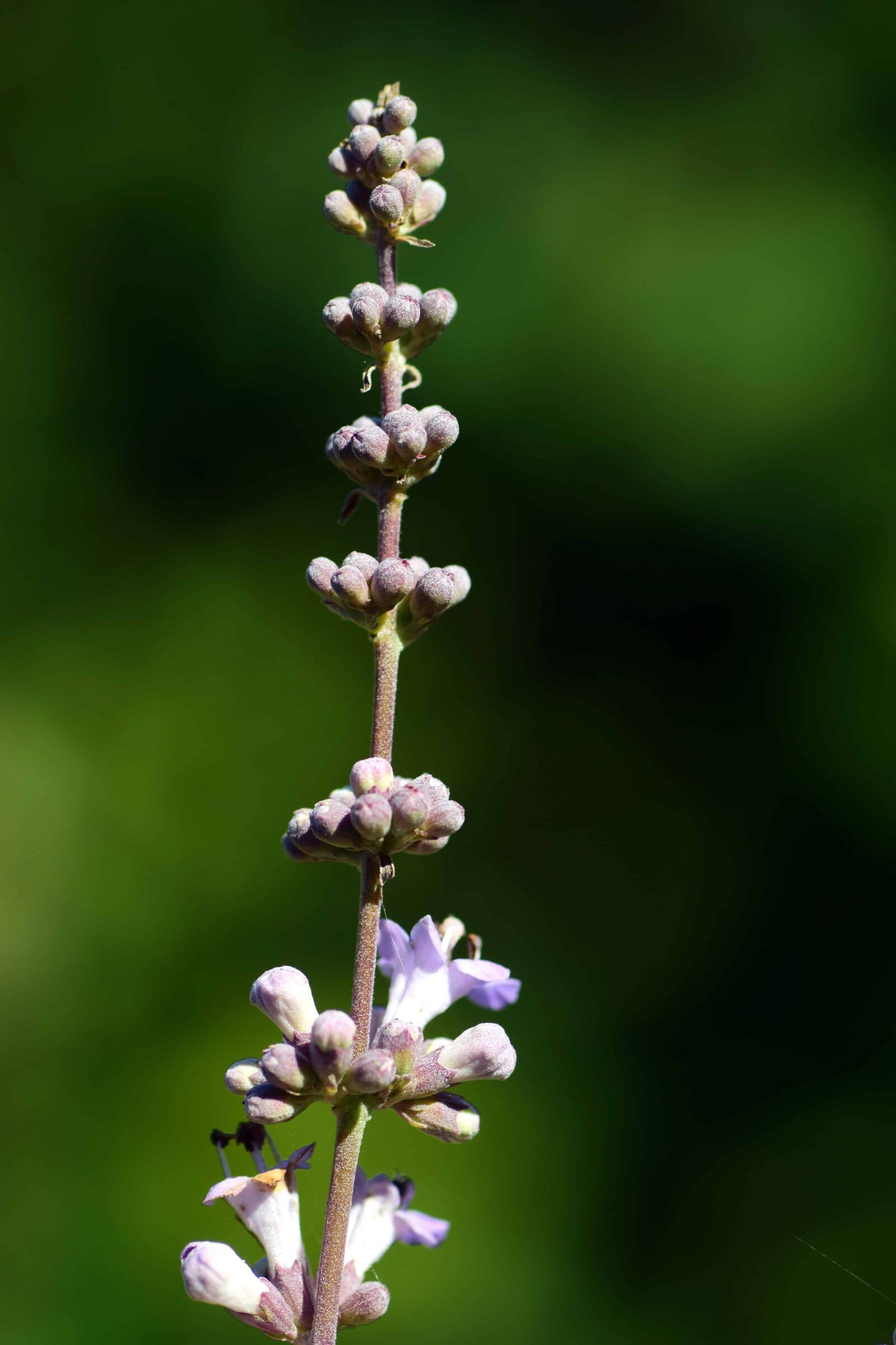 Nikon D3300 sample photo. Wildflower, leaf, nature, flora photography